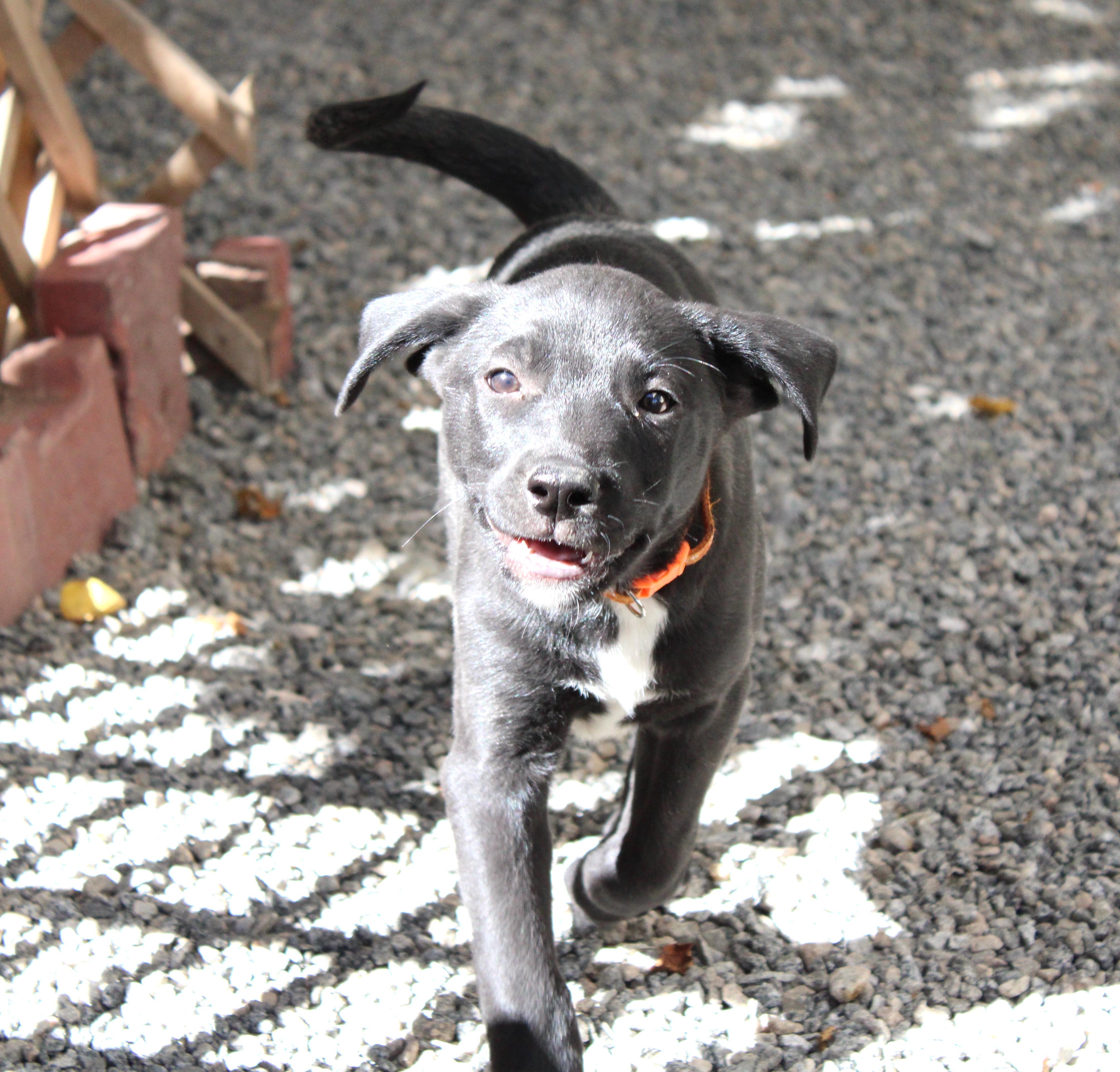 Mili (5), an adoptable Terrier, Labrador Retriever in Mexicali, BCN, 21280 | Photo Image 4