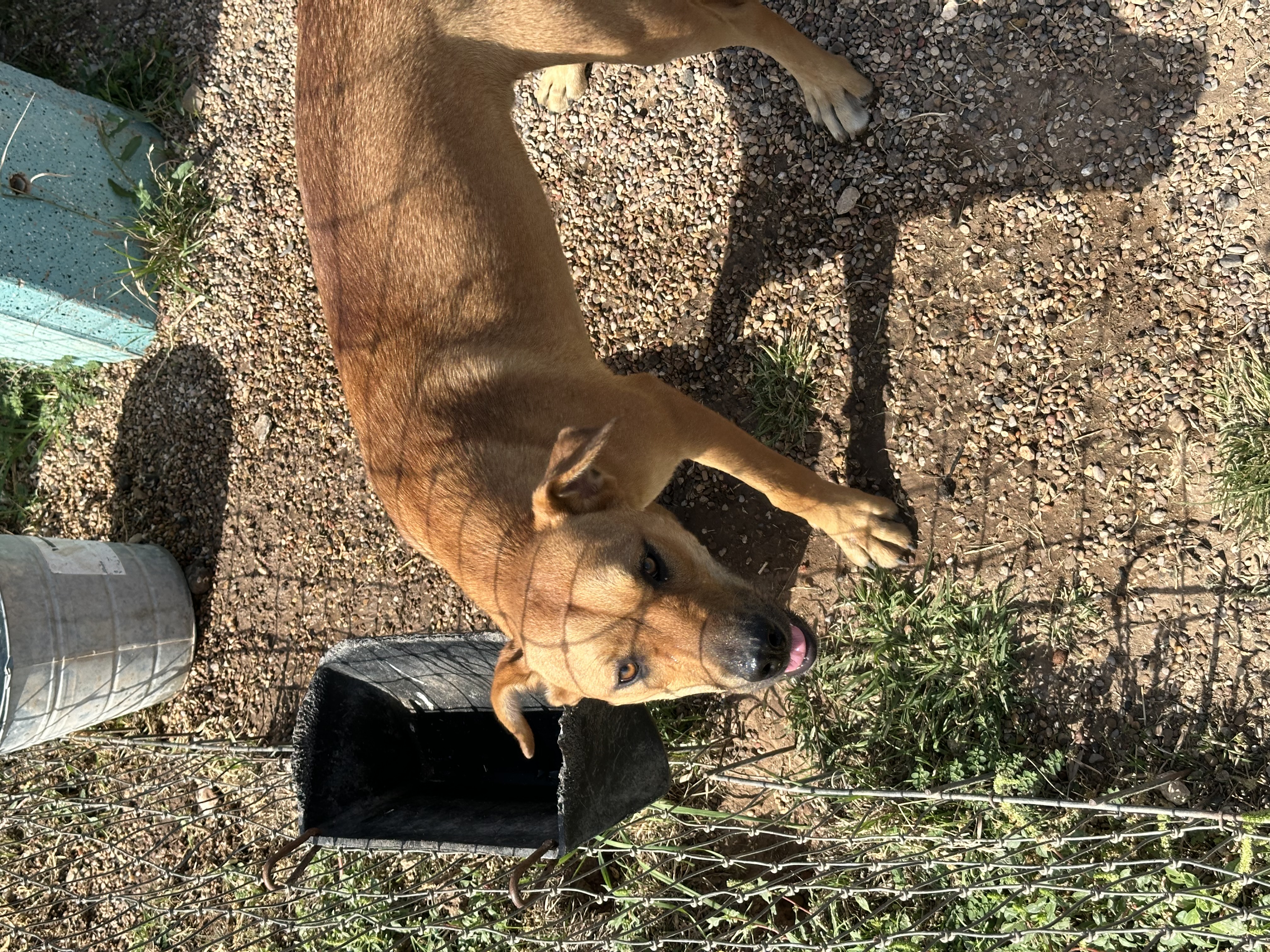 Marshall, a Adoptable mixed breed in Lubbock, TX image 2/6