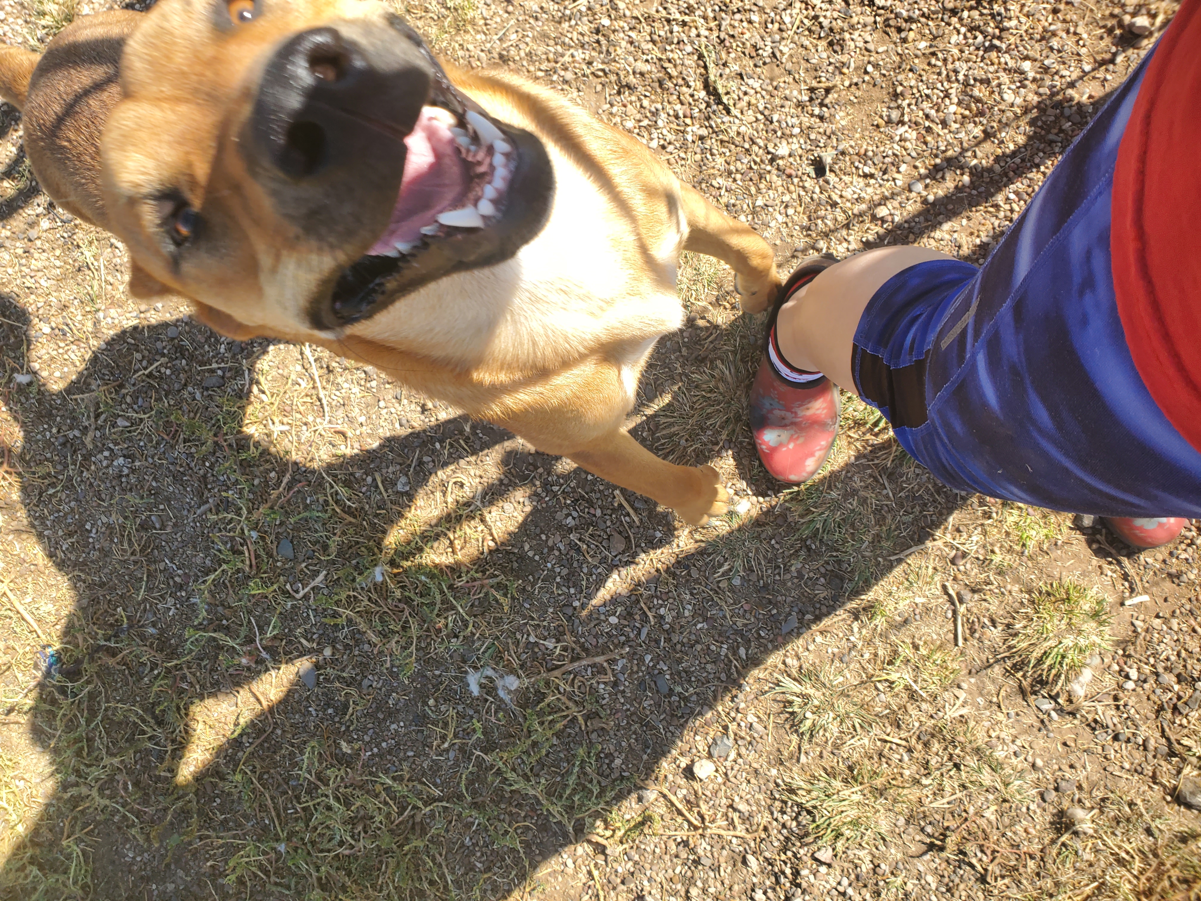 Marshall, a Adoptable mixed breed in Lubbock, TX image 4/6