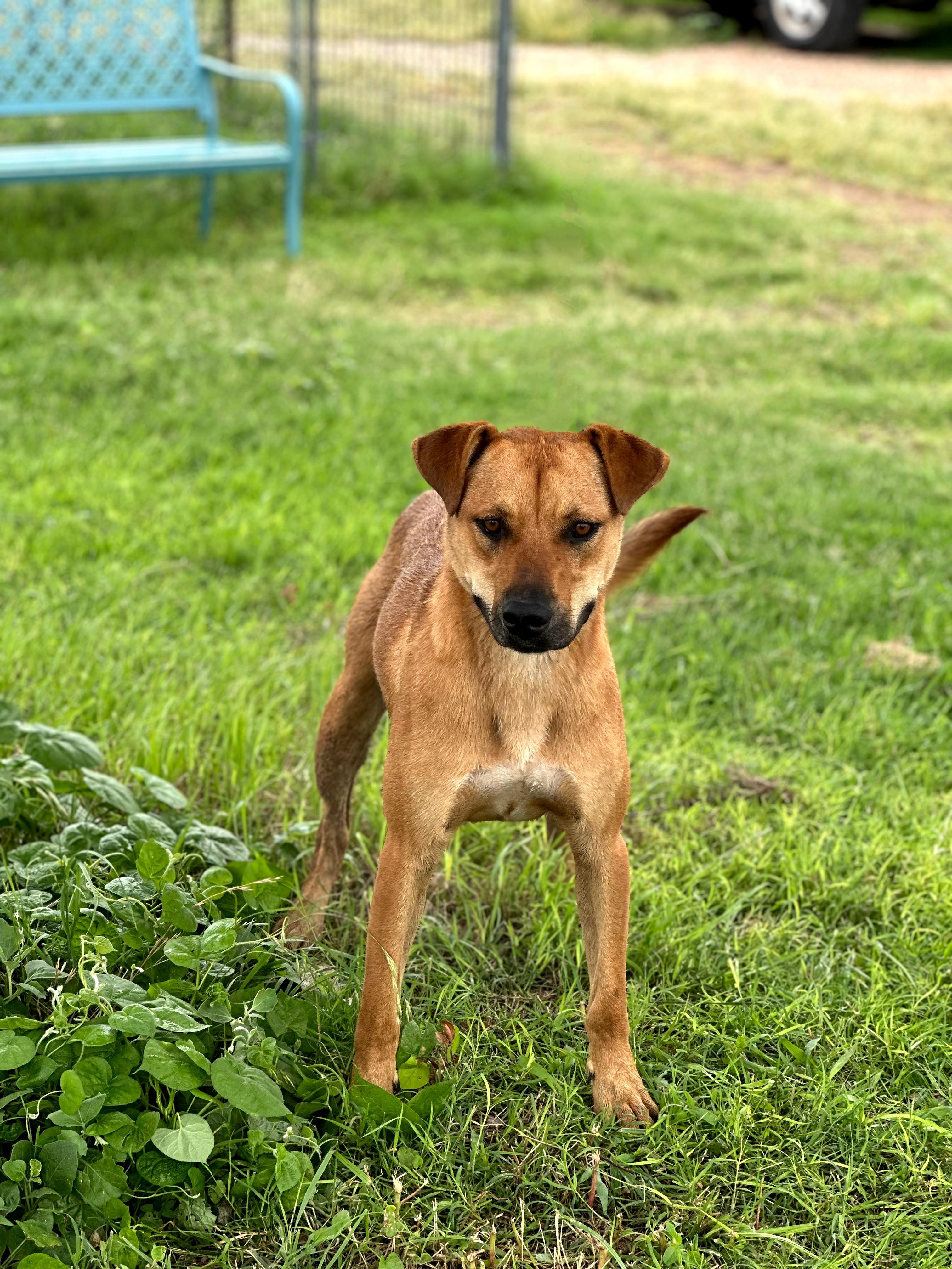 Marshall, a Adoptable mixed breed in Lubbock, TX image 1/6