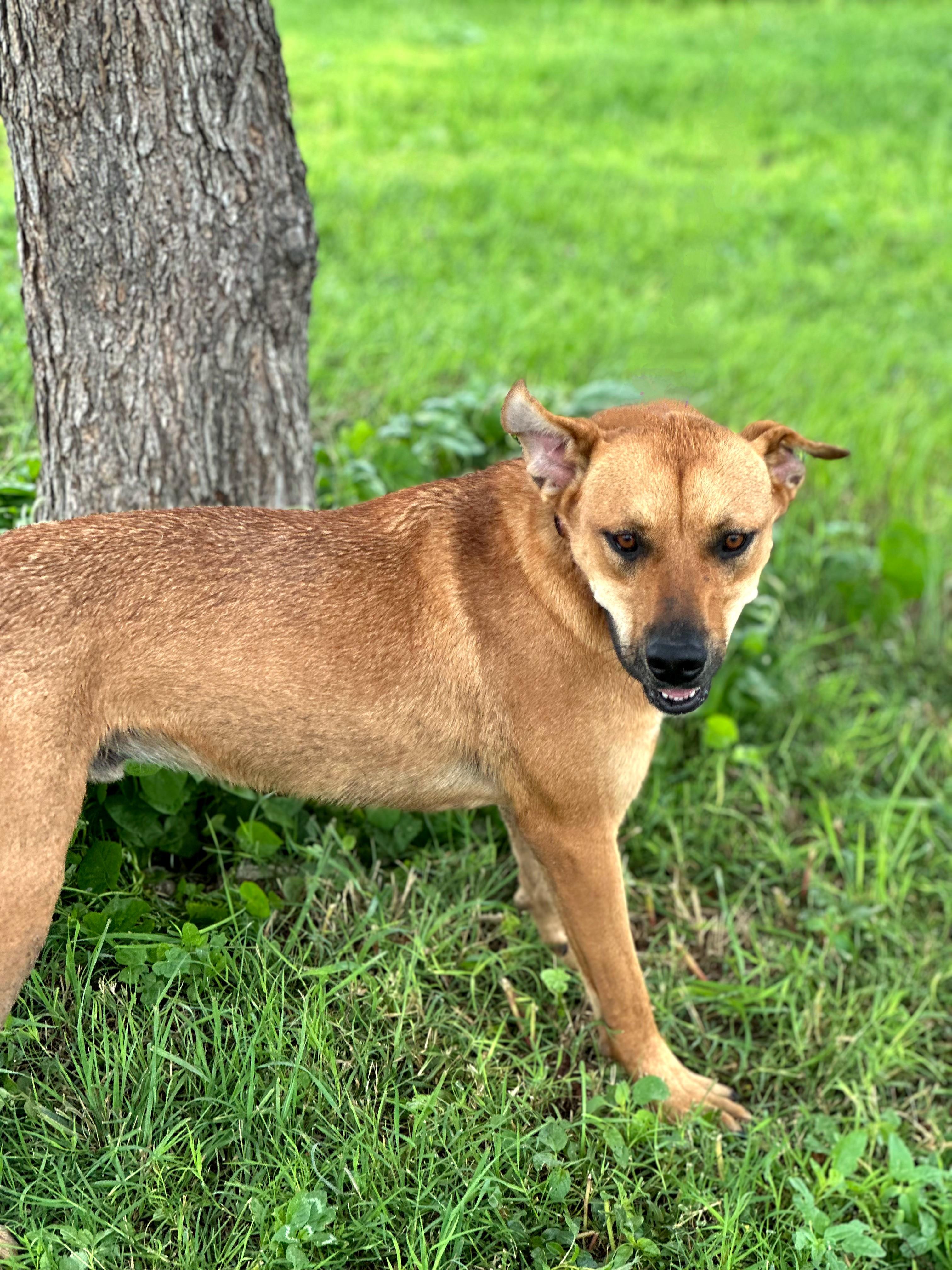 Marshall, a Adoptable mixed breed in Lubbock, TX image 3/6