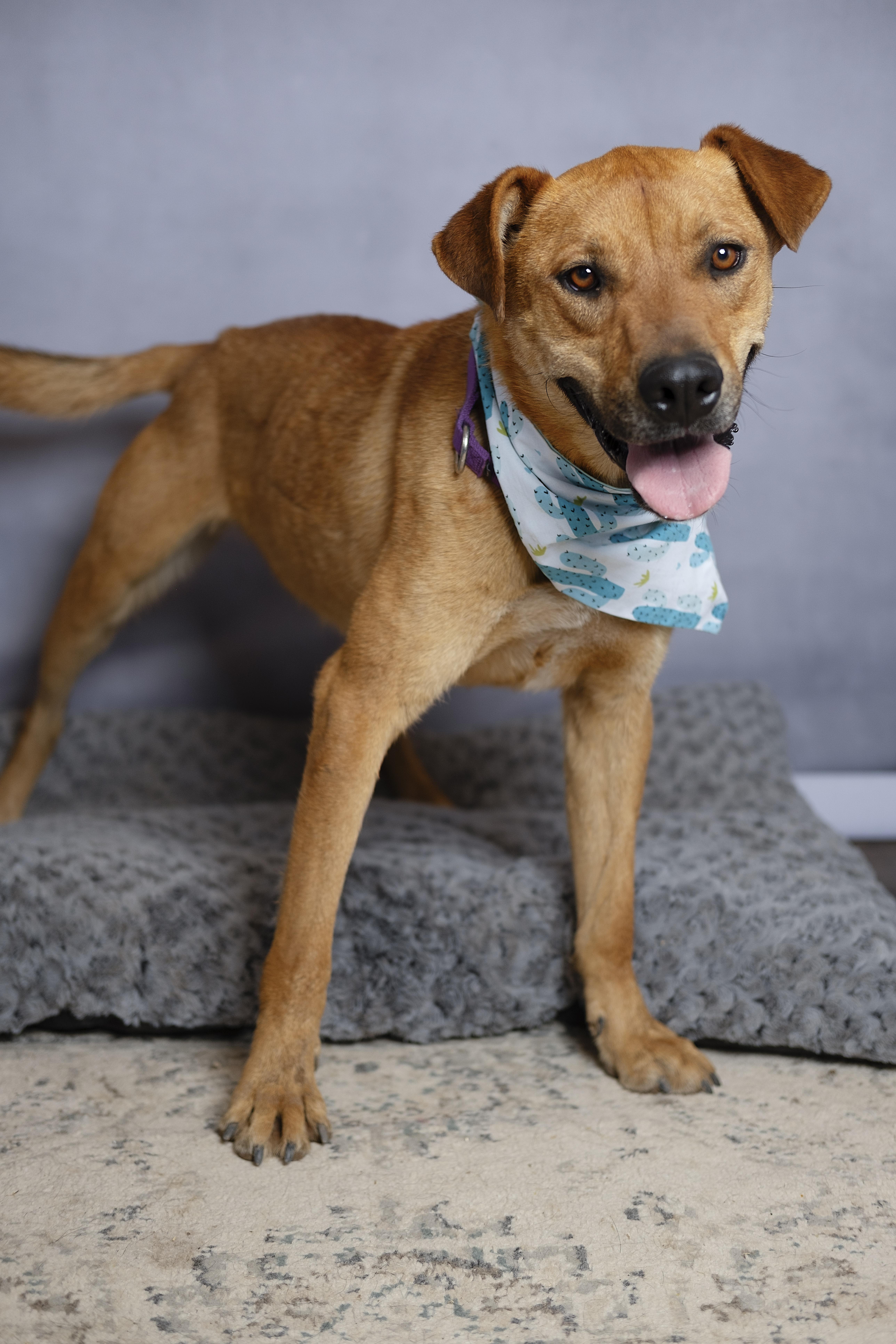 Marshall, a Adoptable mixed breed in Lubbock, TX image 5/6