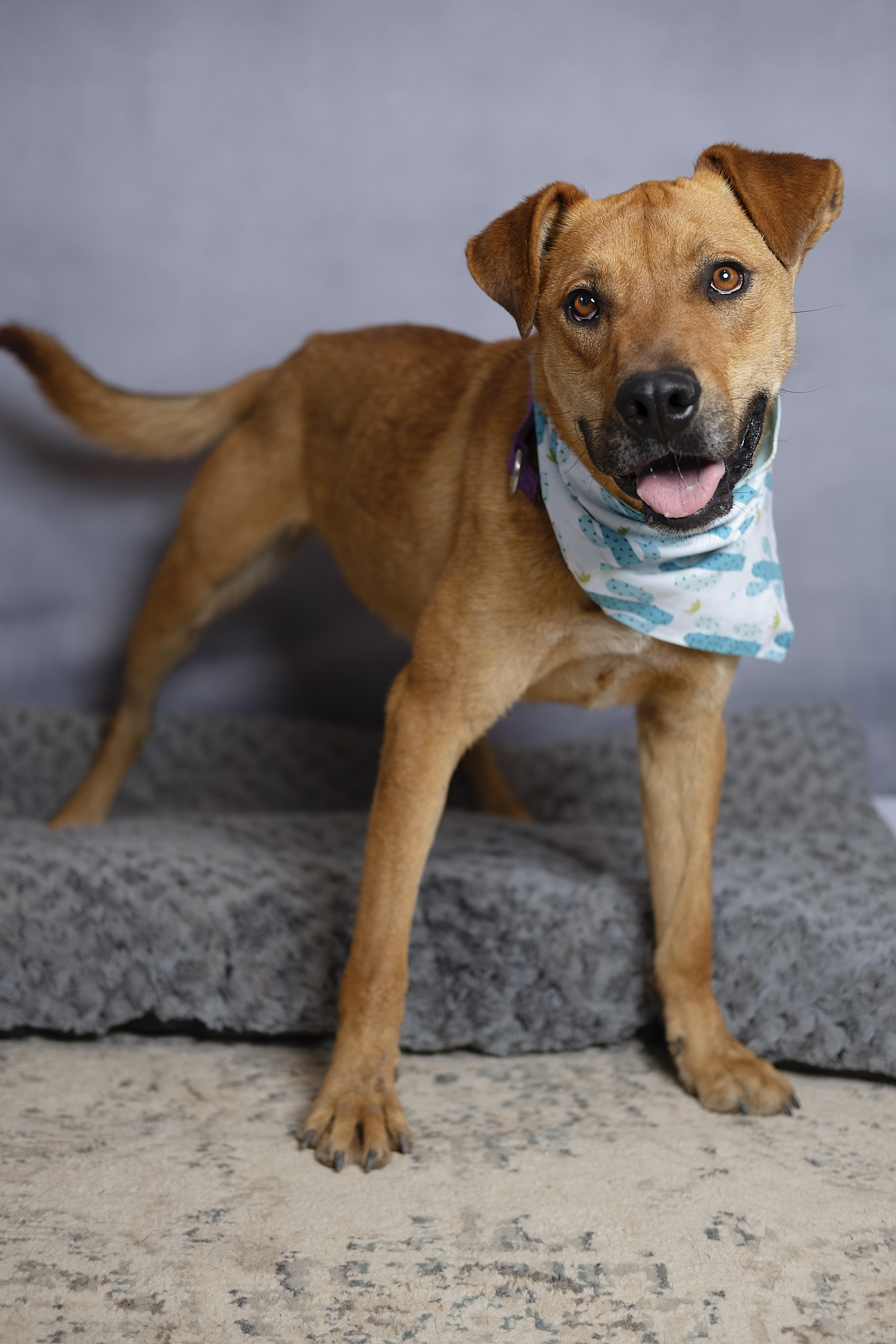 Marshall, a Adoptable mixed breed in Lubbock, TX image 6/6