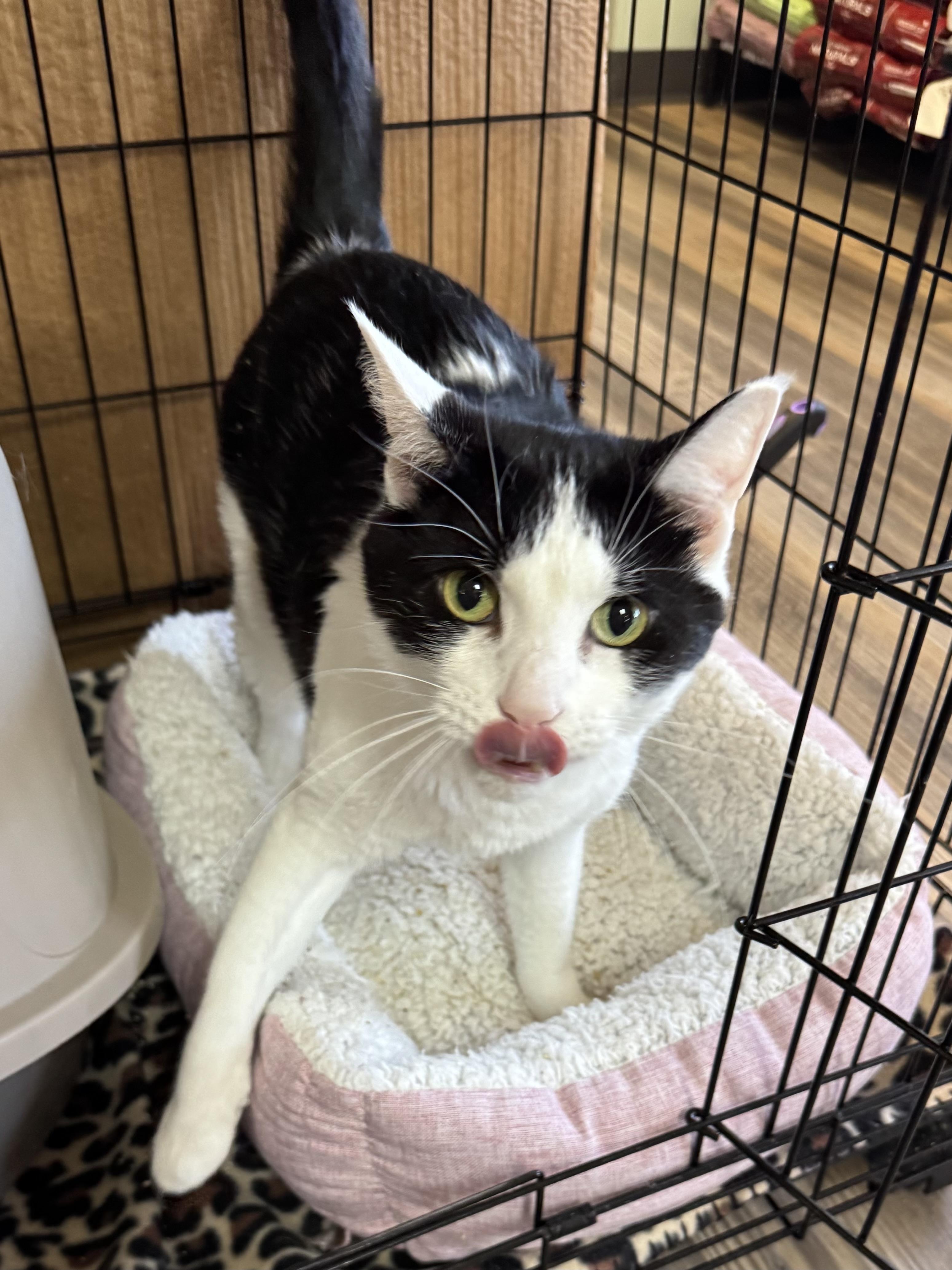Chico, ADOPTABLE, Adult Male Domestic Short Hair.