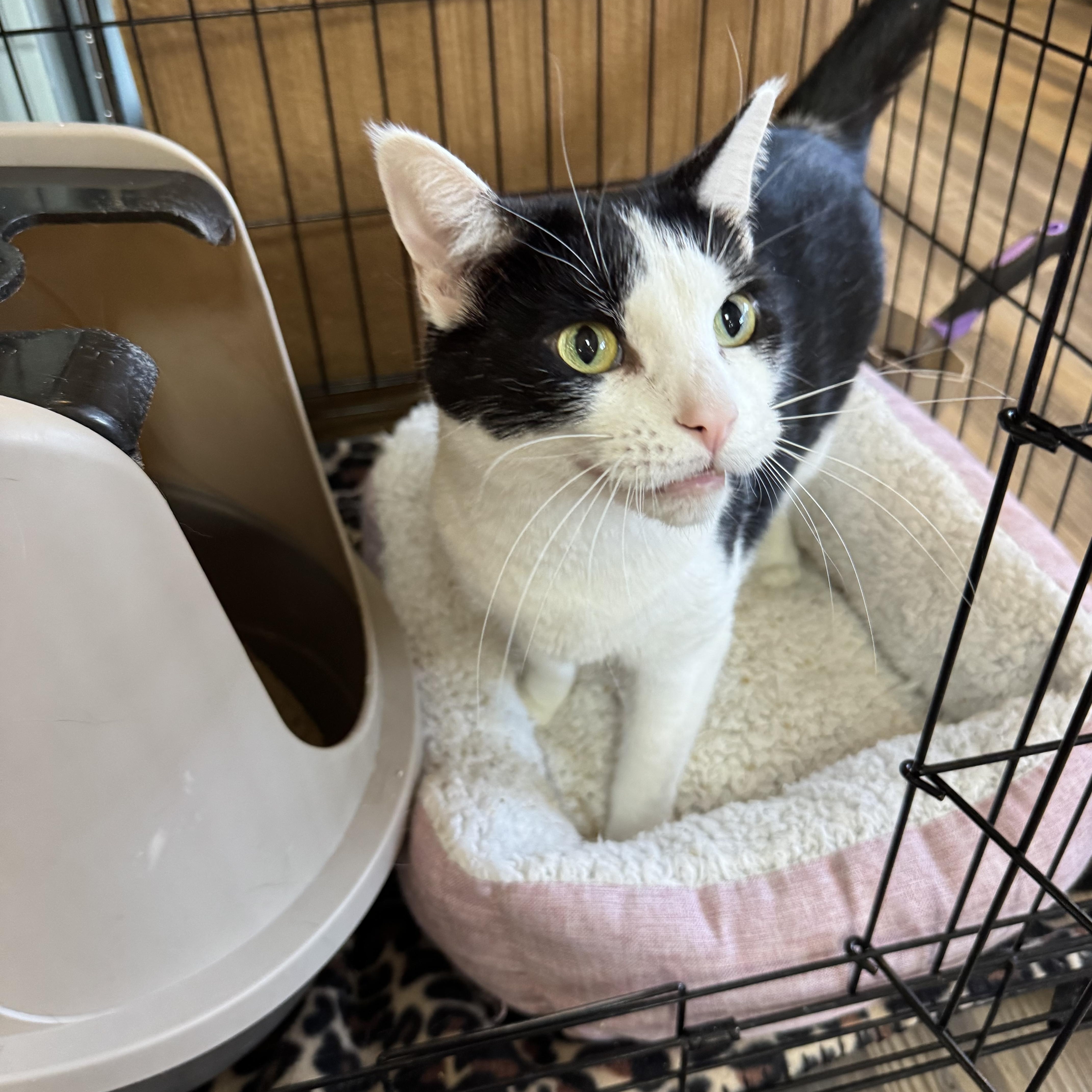 Enlarge Chico, a ADOPTABLE mixed breed in Valley Center, KS image 5/6