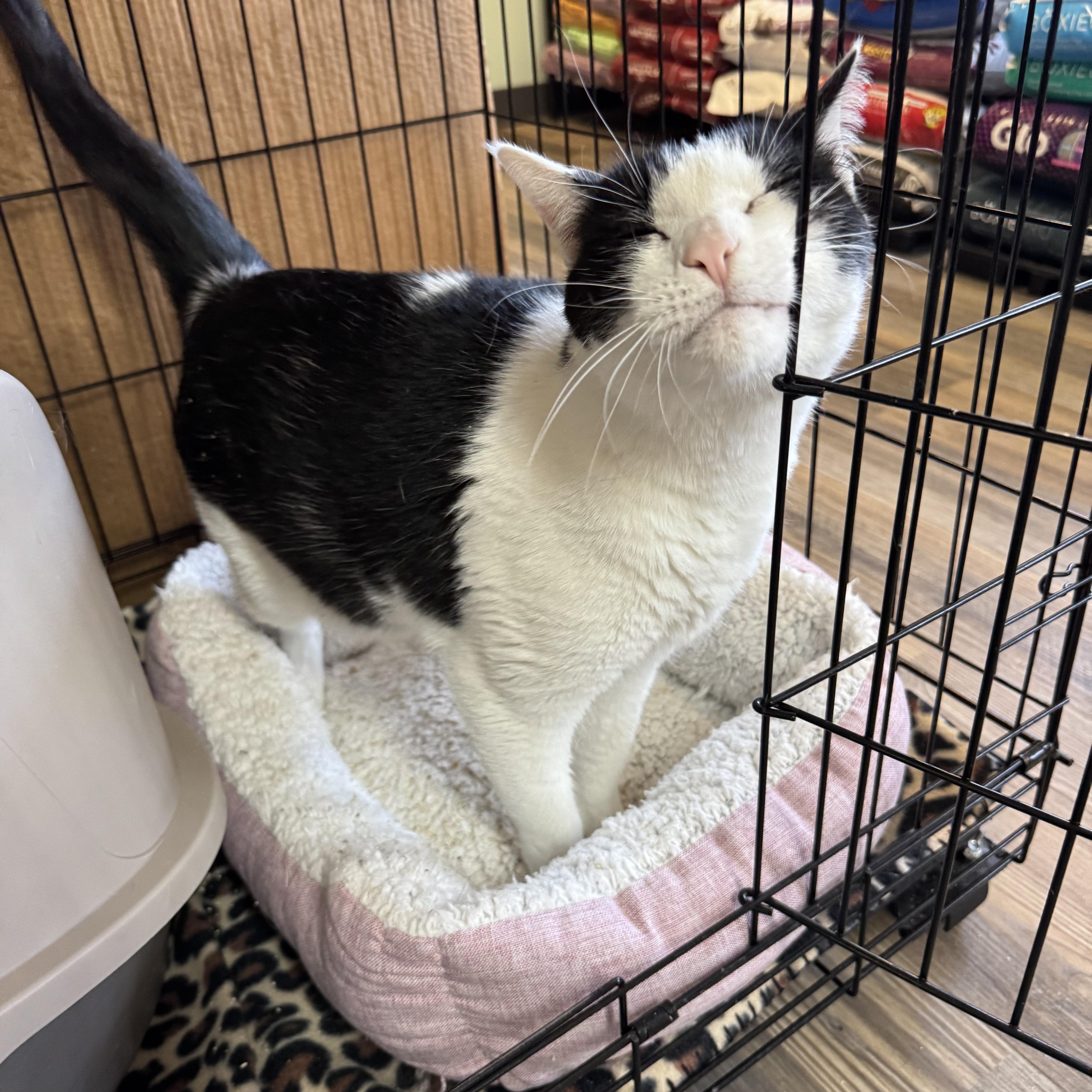 Enlarge Chico, a ADOPTABLE mixed breed in Valley Center, KS image 6/6