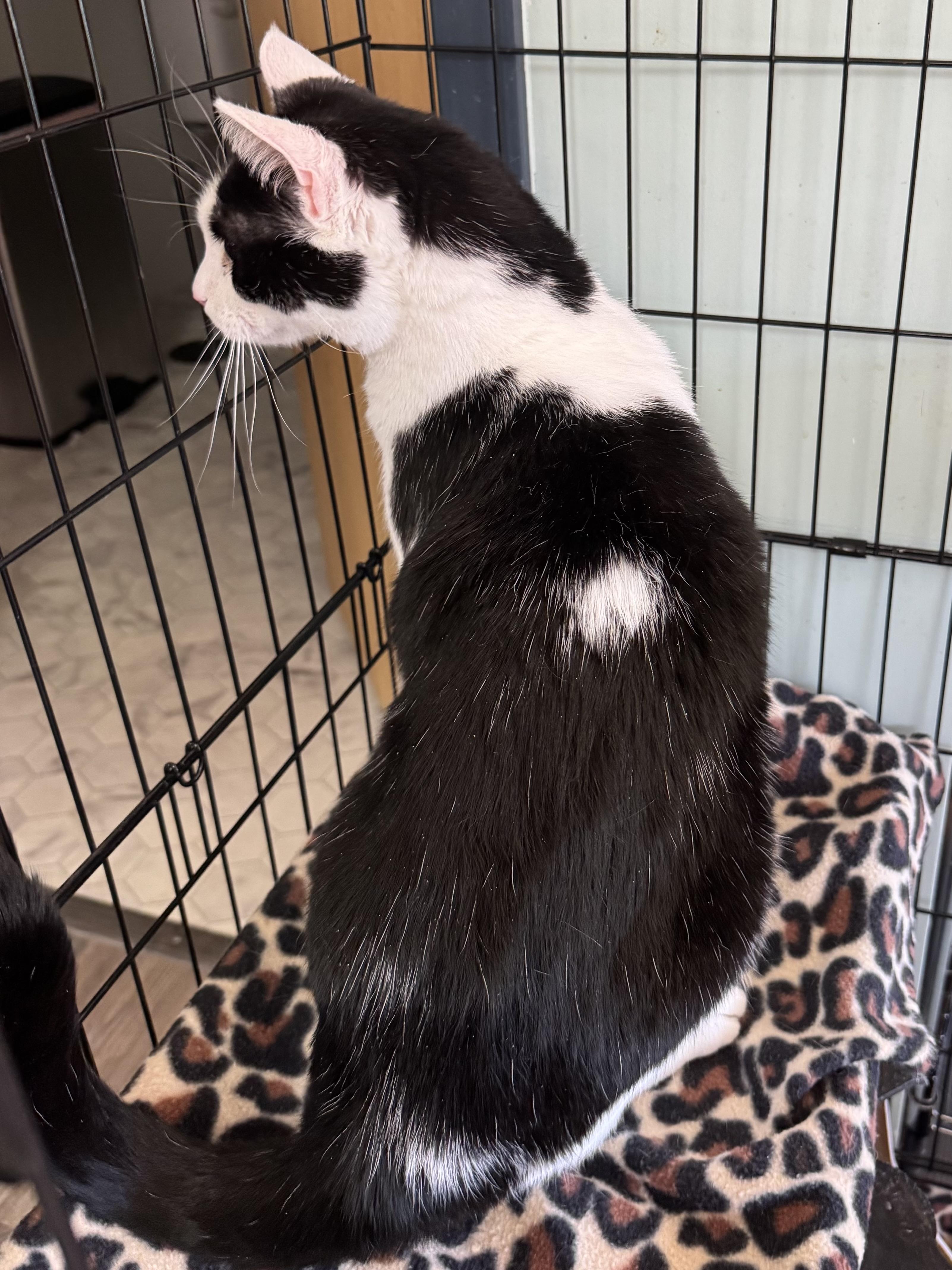 Enlarge Chico, a ADOPTABLE mixed breed in Valley Center, KS image 4/6