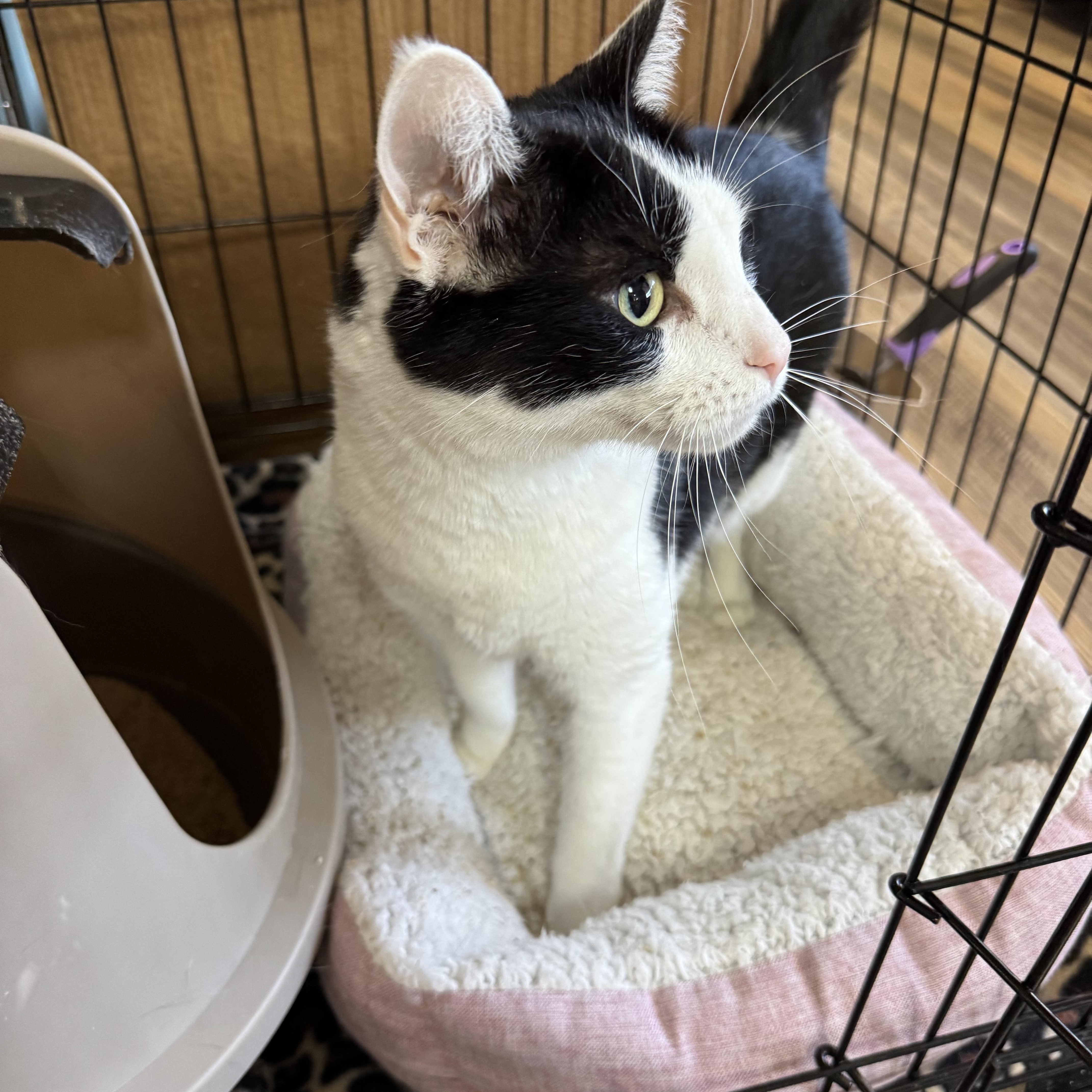 Enlarge Chico, a ADOPTABLE mixed breed in Valley Center, KS image 3/6