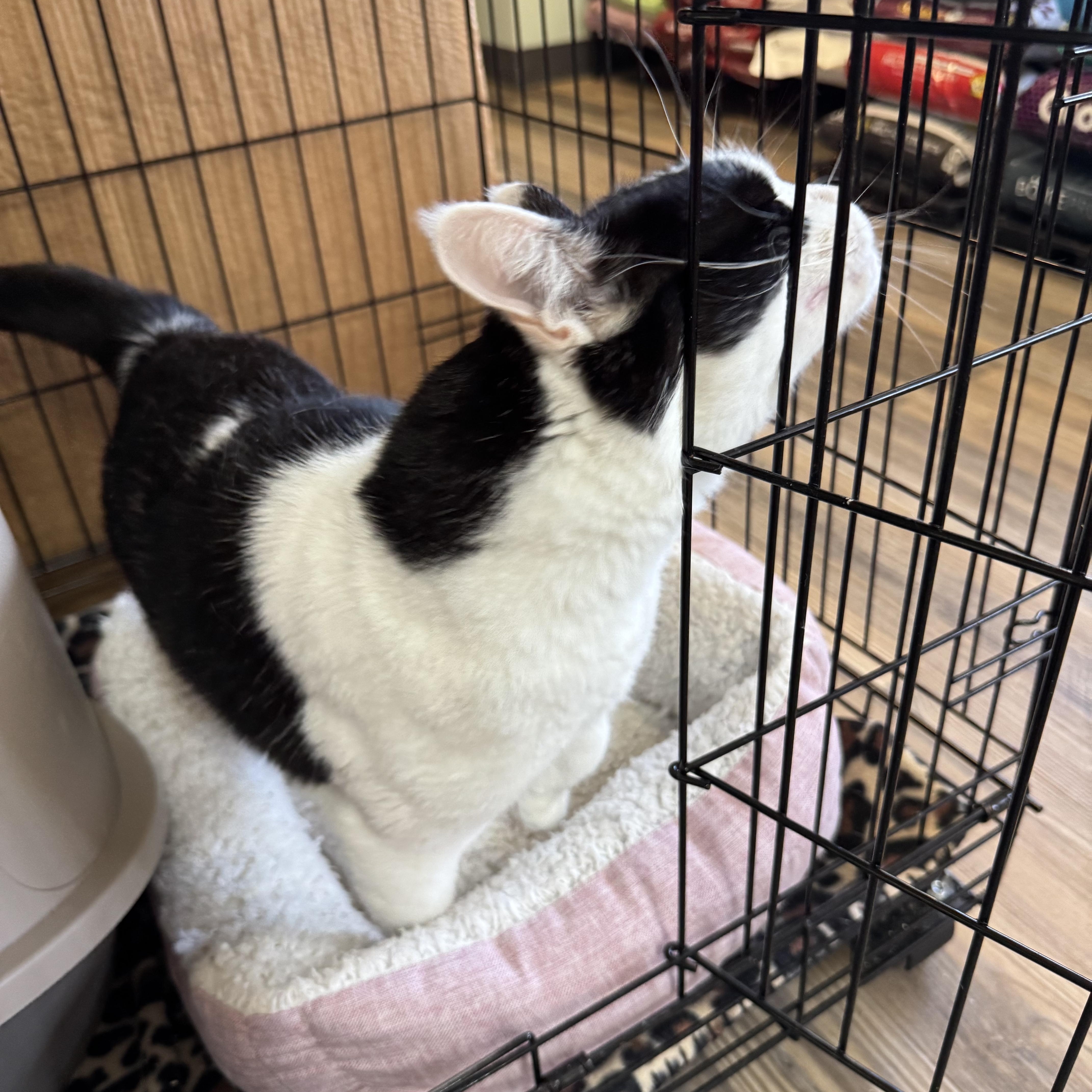 Enlarge Chico, a ADOPTABLE mixed breed in Valley Center, KS image 2/6
