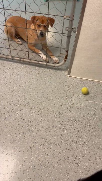 Enlarge Chico, an adopted mixed breed in Valley Center, KS video 5/6