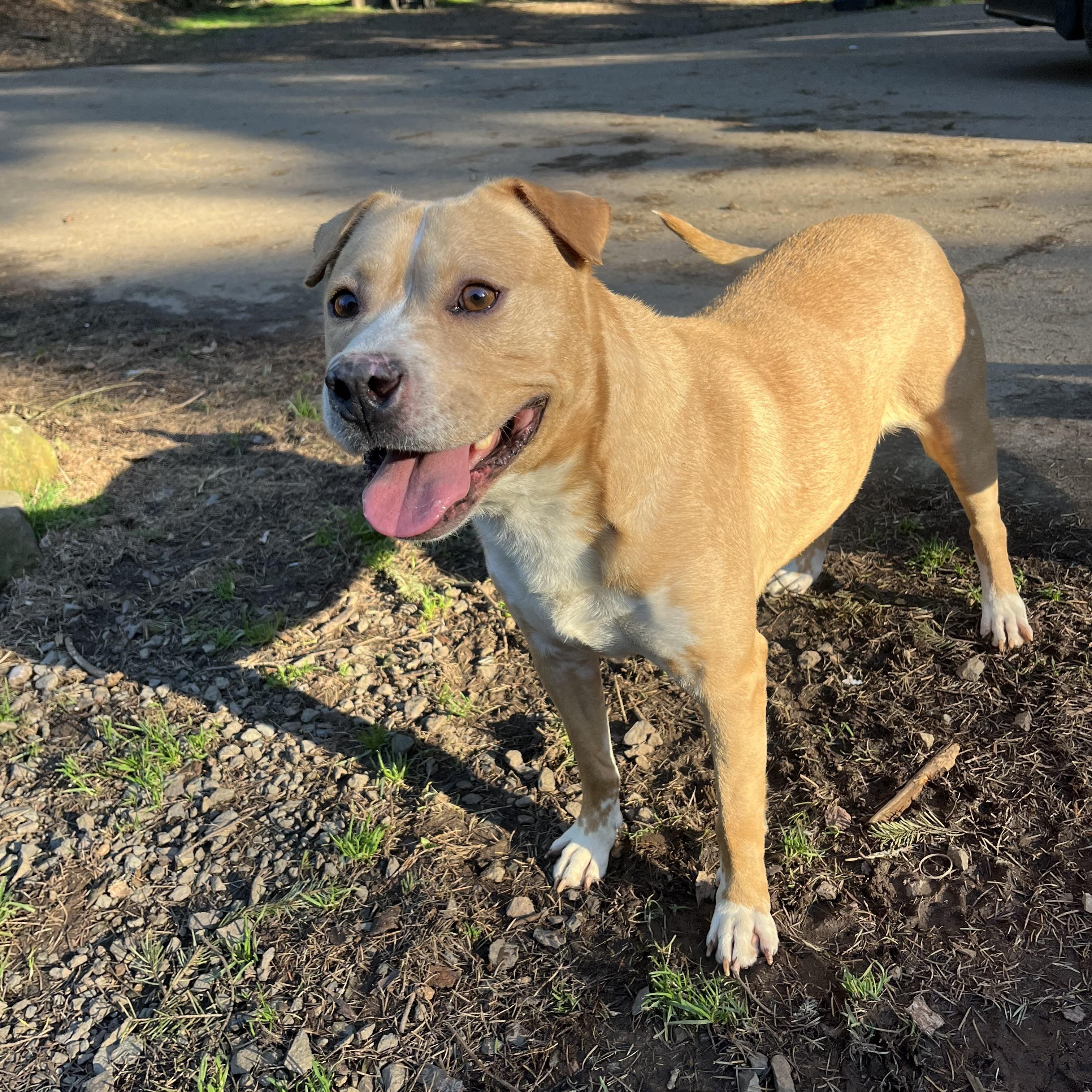 Enlarge CODY, a Adoptable mixed breed in Portland , OR image 6/6