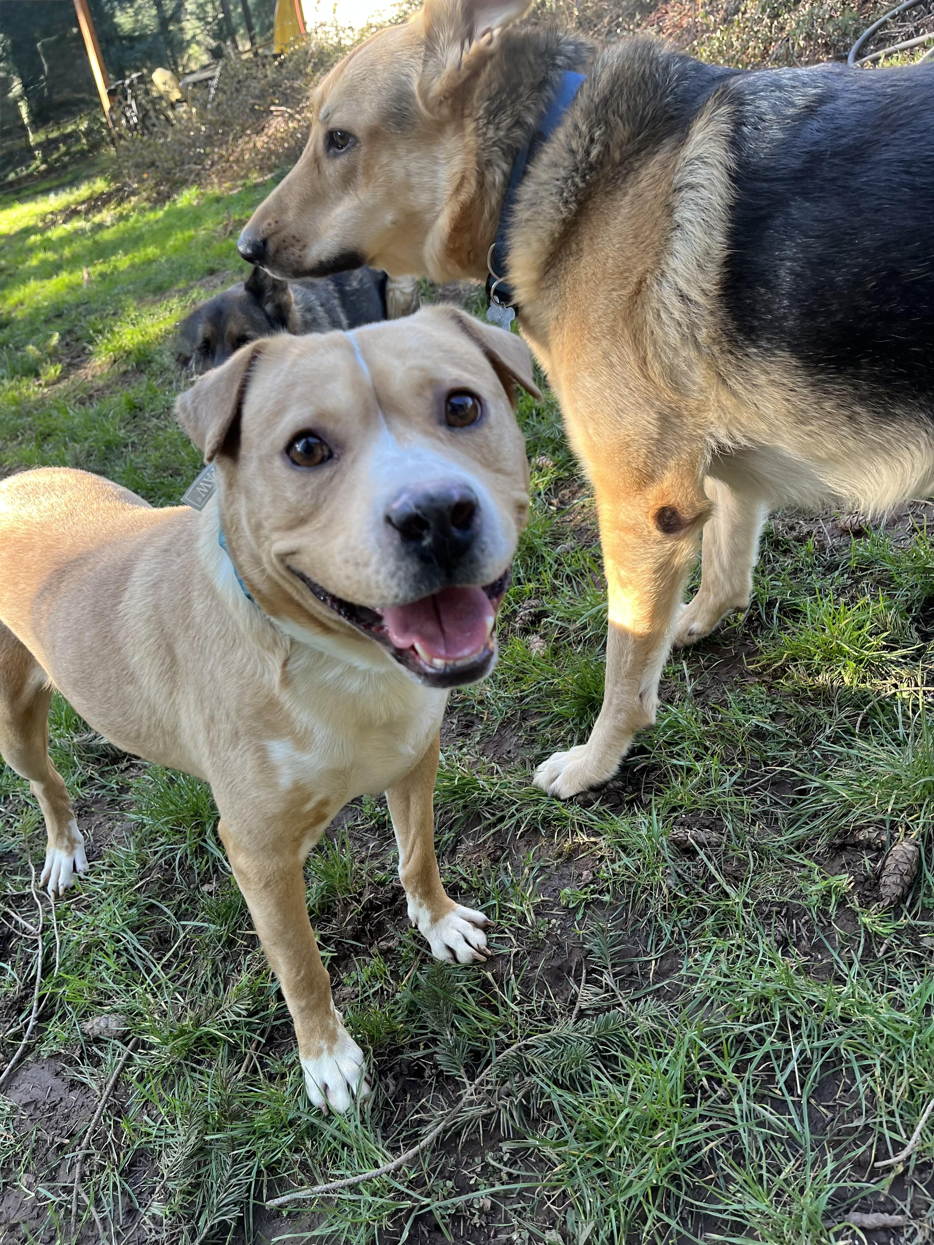 CODY, Adoptable, Young Male Yellow Labrador Retriever & Terrier.