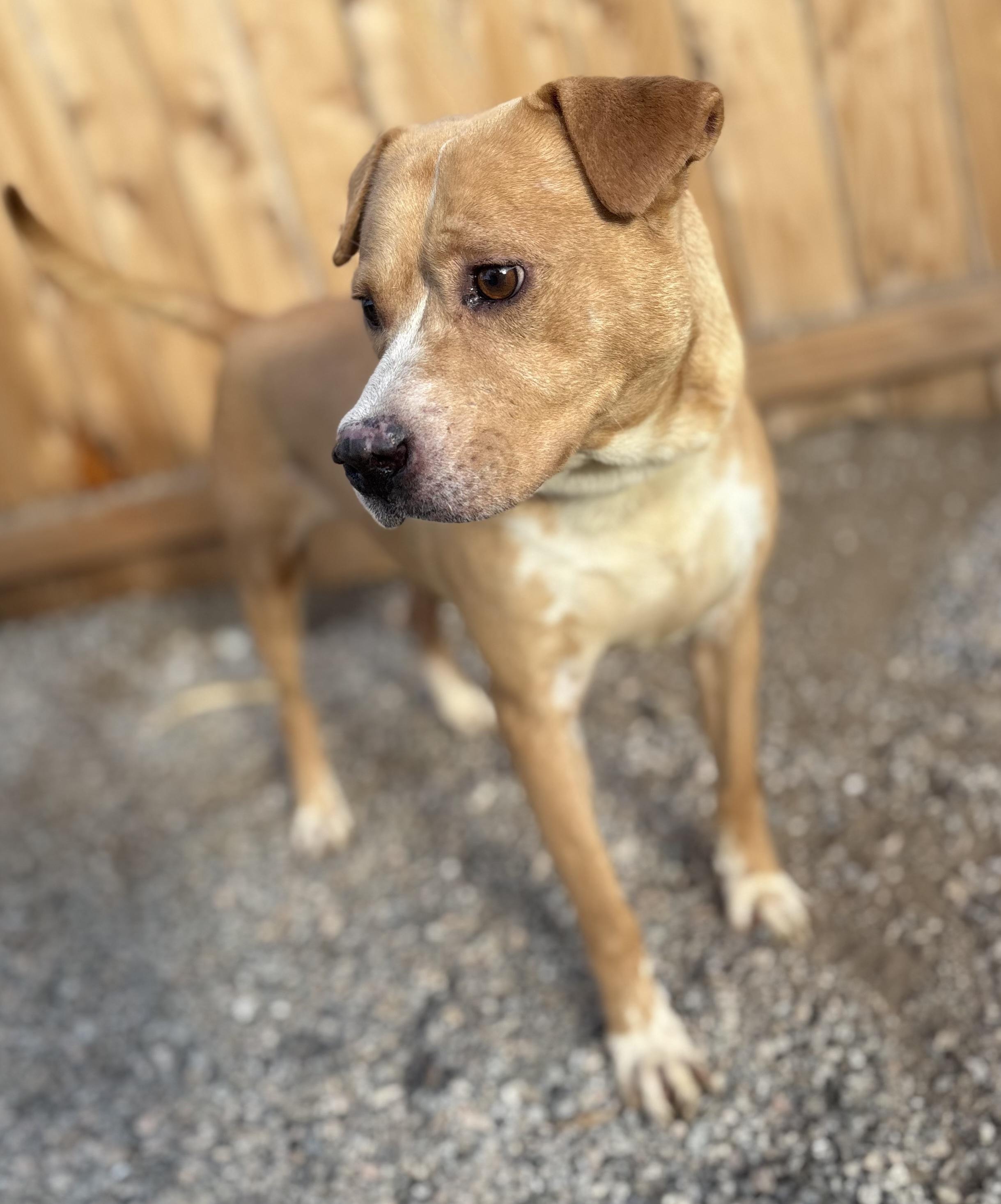 CODY, a Adoptable Pit Bull Terrier in Tacoma , WA image 3/4
