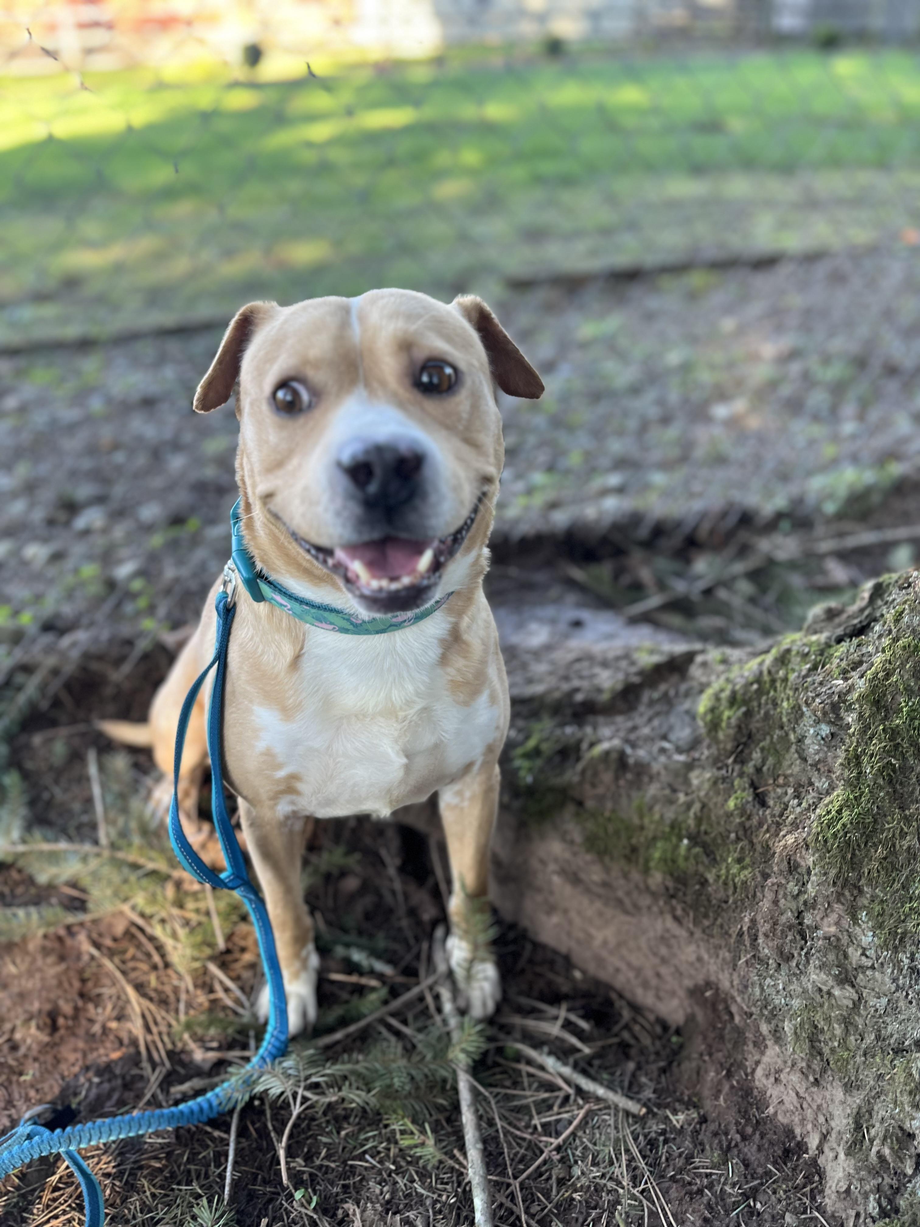 Enlarge CODY, a Adoptable mixed breed in Portland , OR image 5/6