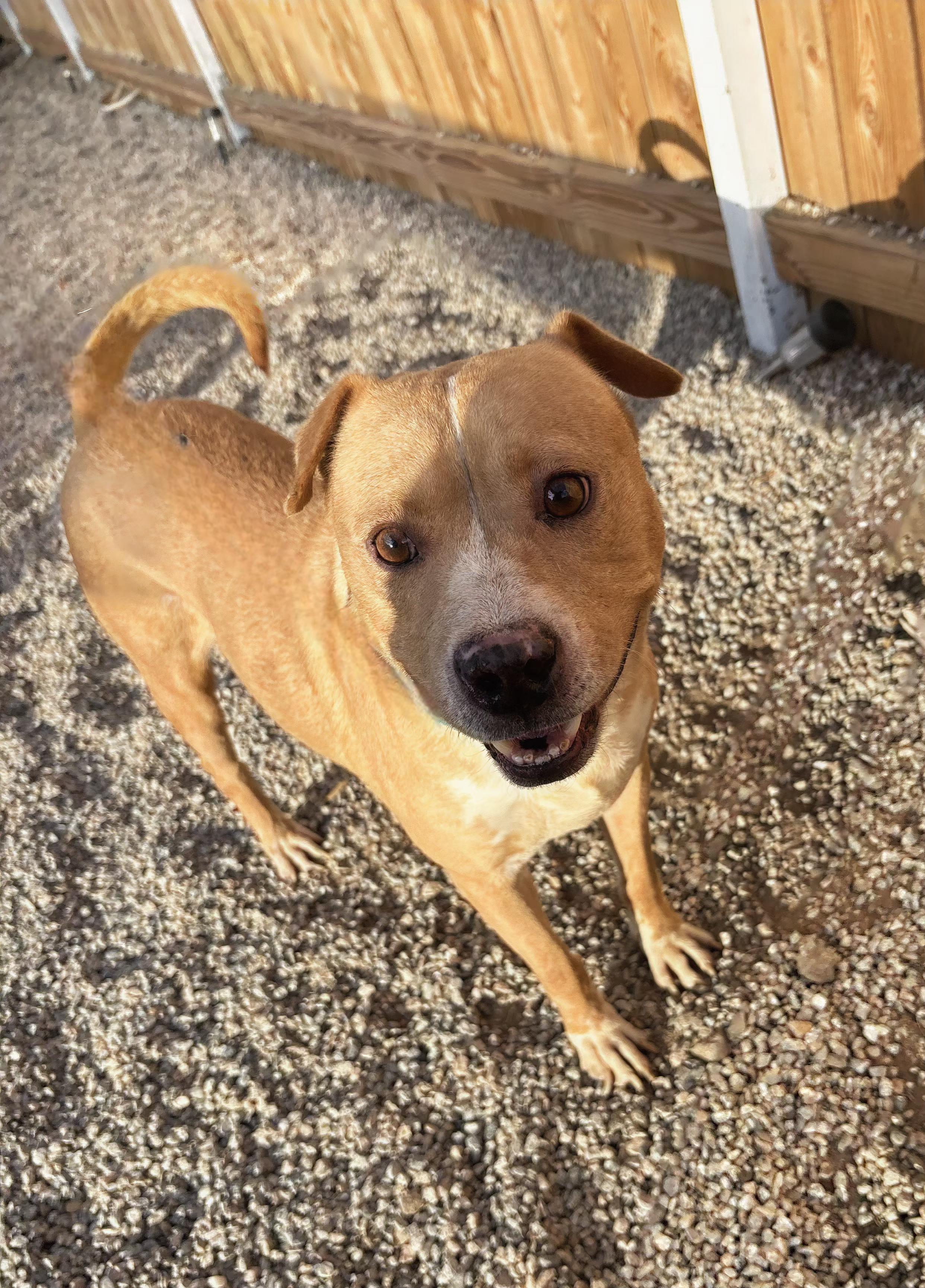 CODY, a Adoptable Pit Bull Terrier in Tacoma , WA image 2/4