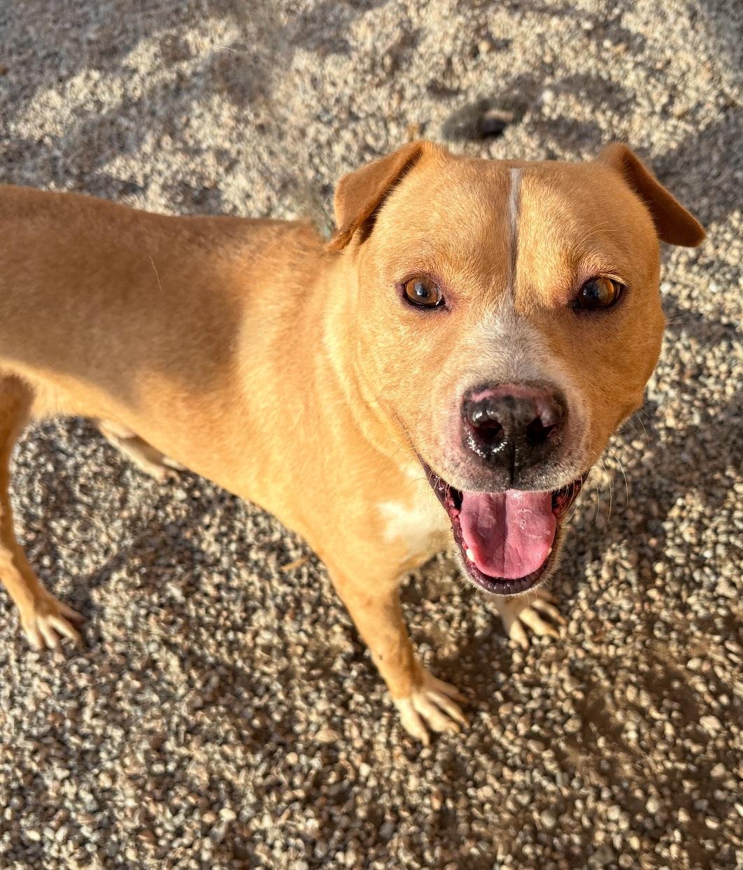 CODY, a Adoptable Pit Bull Terrier in Tacoma , WA image 1/4