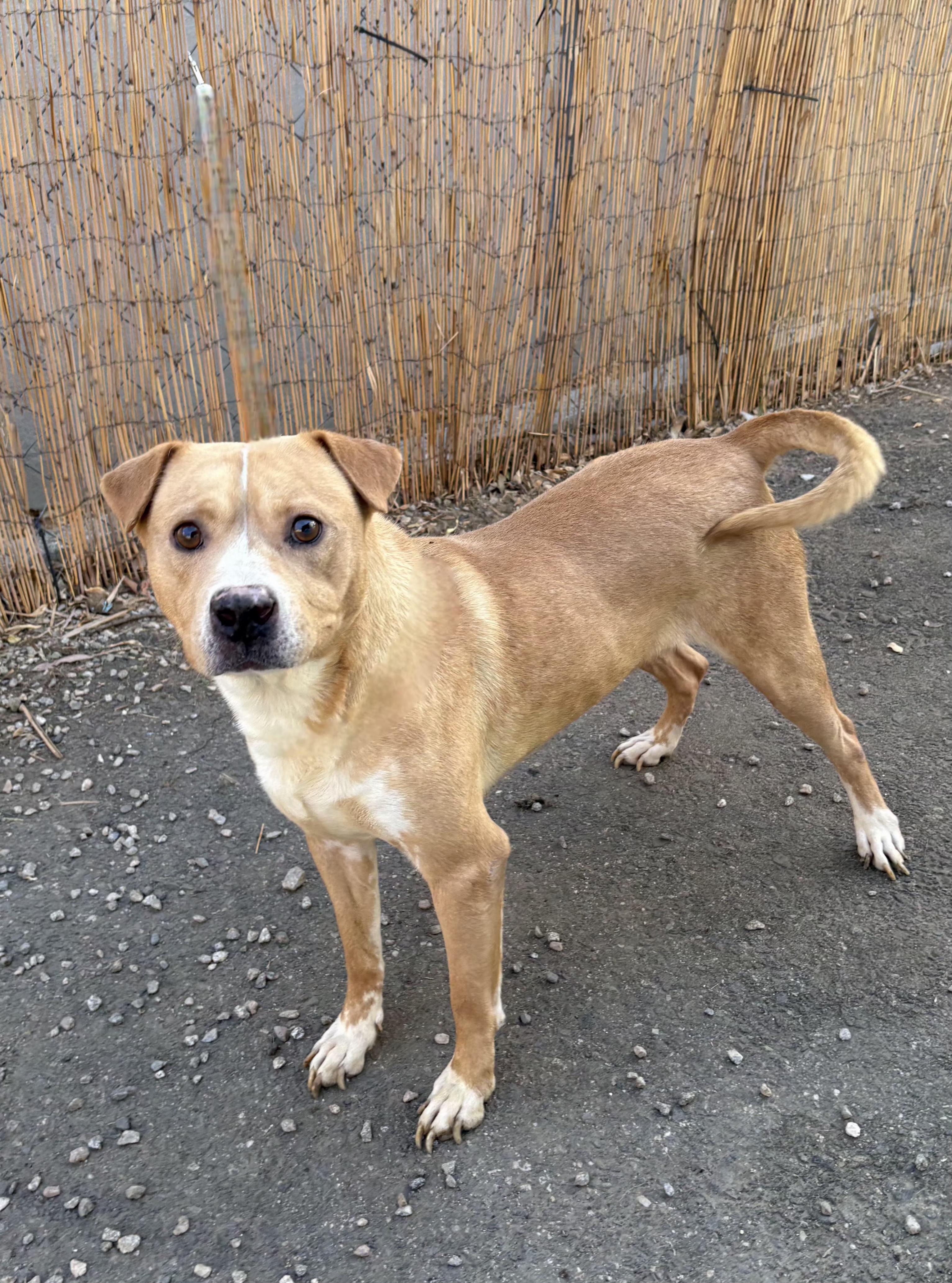 CODY, a Adoptable Pit Bull Terrier in Tacoma , WA image 4/4