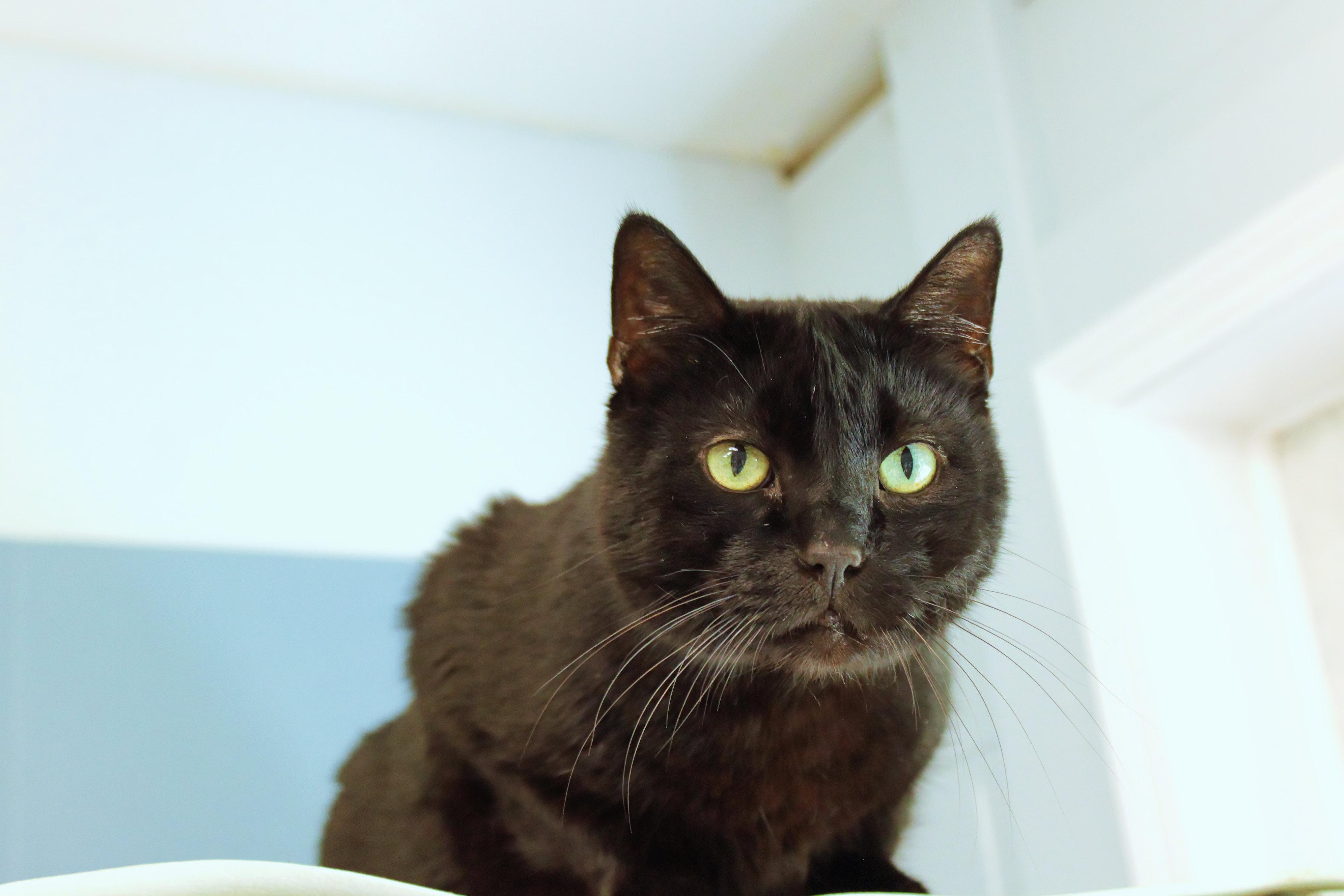 Echo, a ADOPTABLE mixed breed in Urbana, OH image 2/6