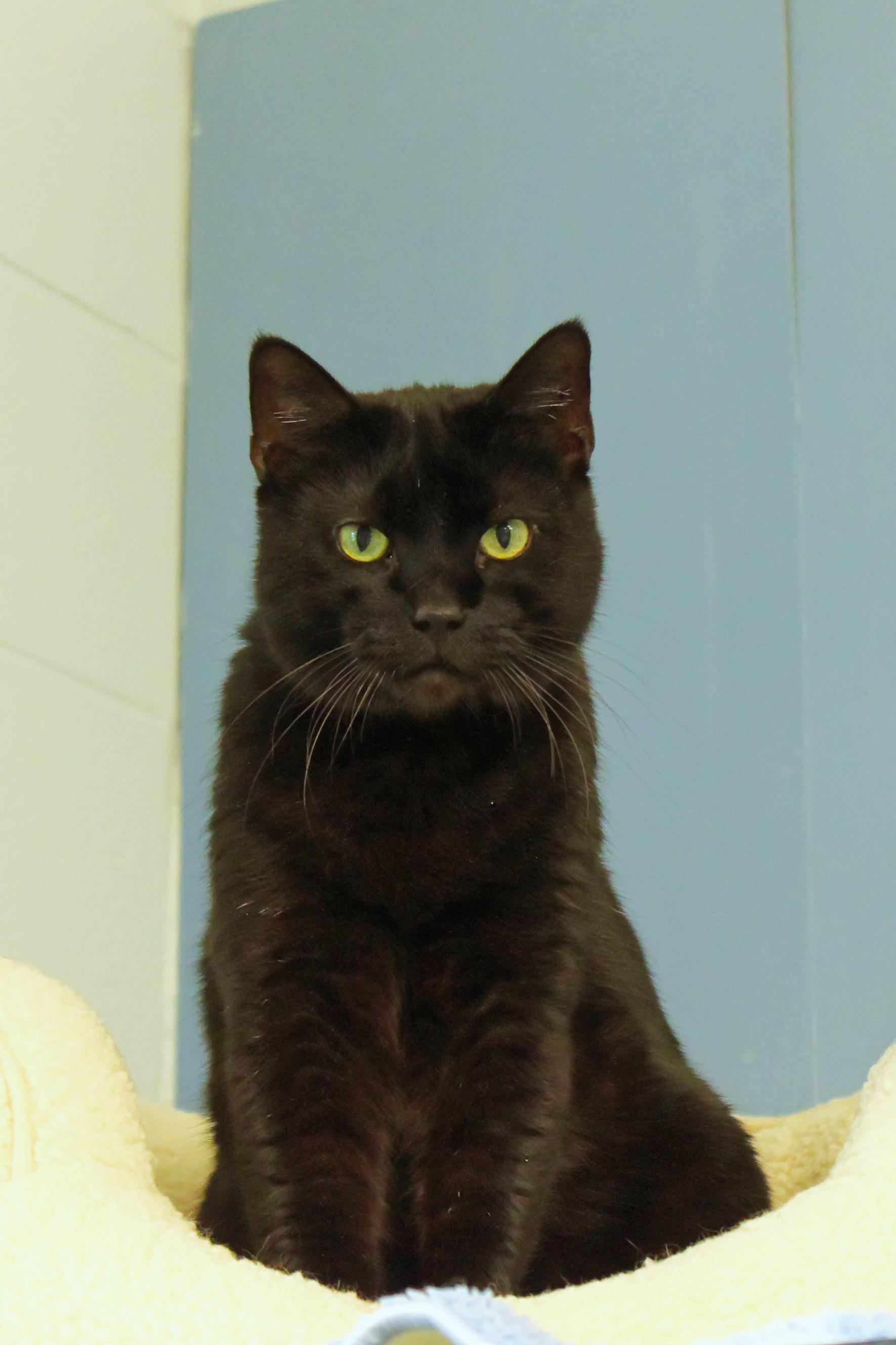 Echo, a ADOPTABLE mixed breed in Urbana, OH image 1/6