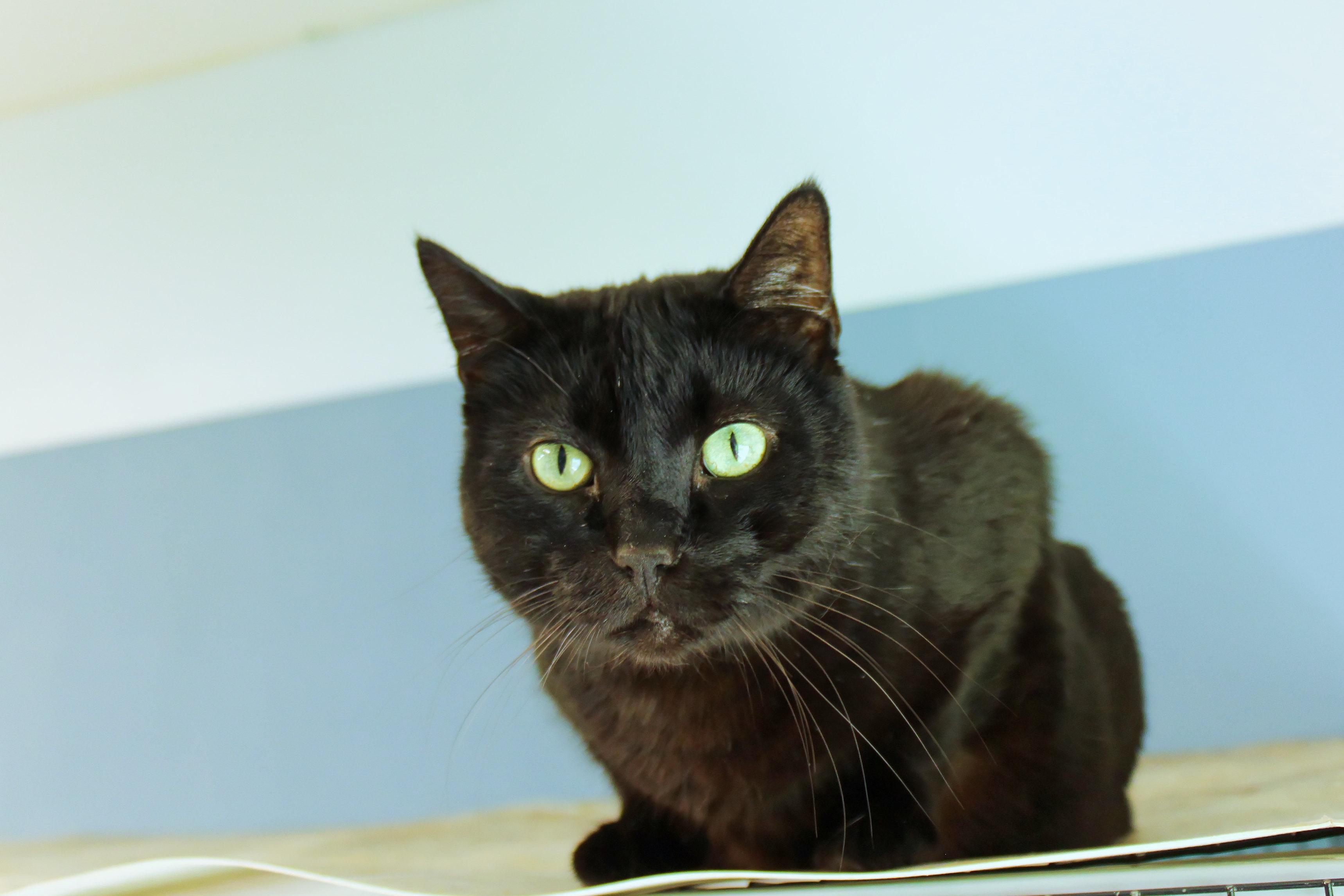 Echo, a ADOPTABLE mixed breed in Urbana, OH image 6/6