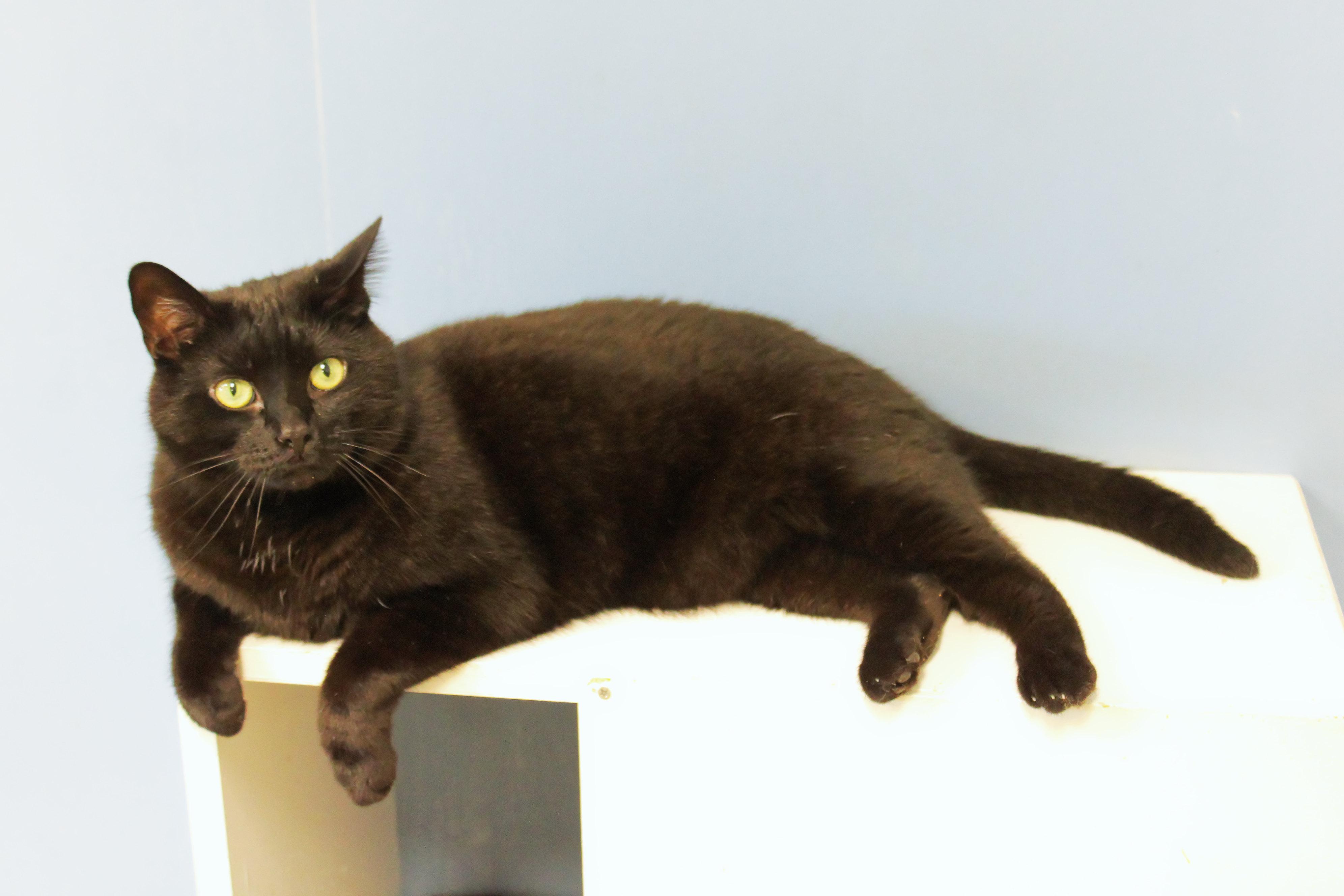 Echo, a ADOPTABLE mixed breed in Urbana, OH image 4/6