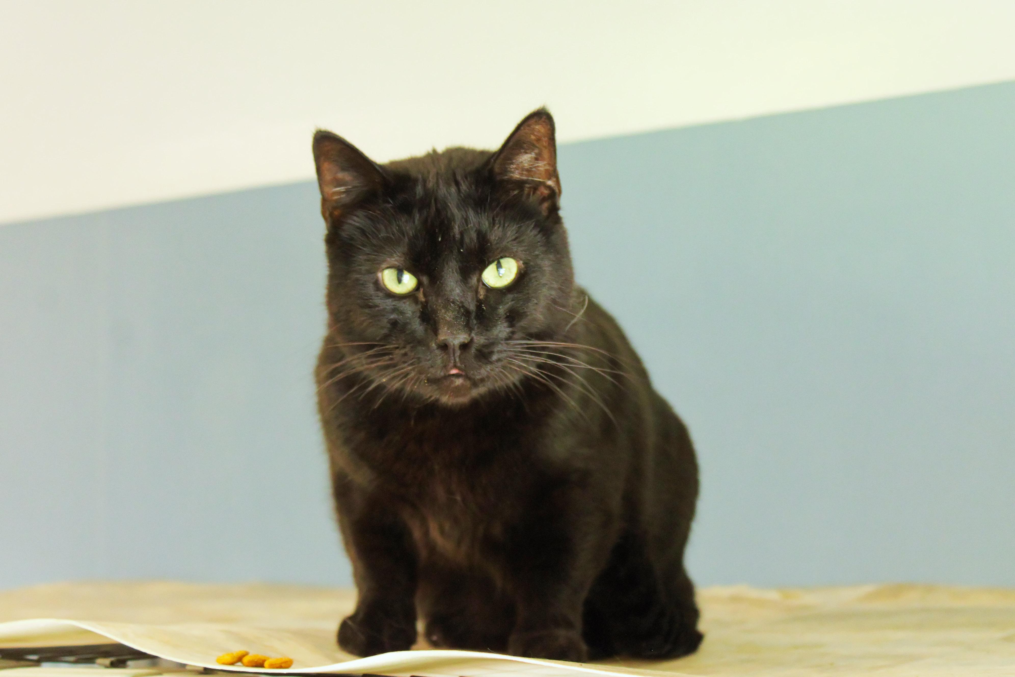 Echo, a ADOPTABLE mixed breed in Urbana, OH image 5/6