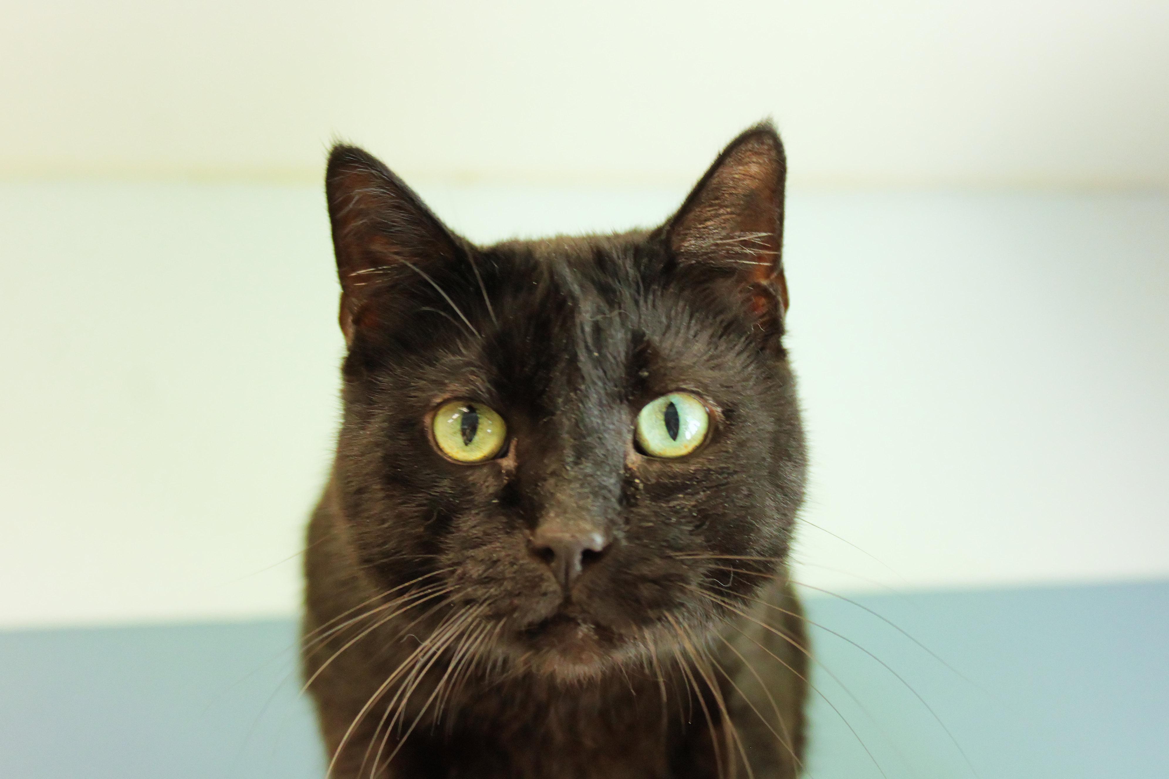 Echo, a ADOPTABLE mixed breed in Urbana, OH image 3/6