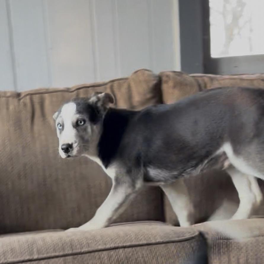 Hayes, Adoptable, Puppy Male Siberian Husky & Mixed Breed.
