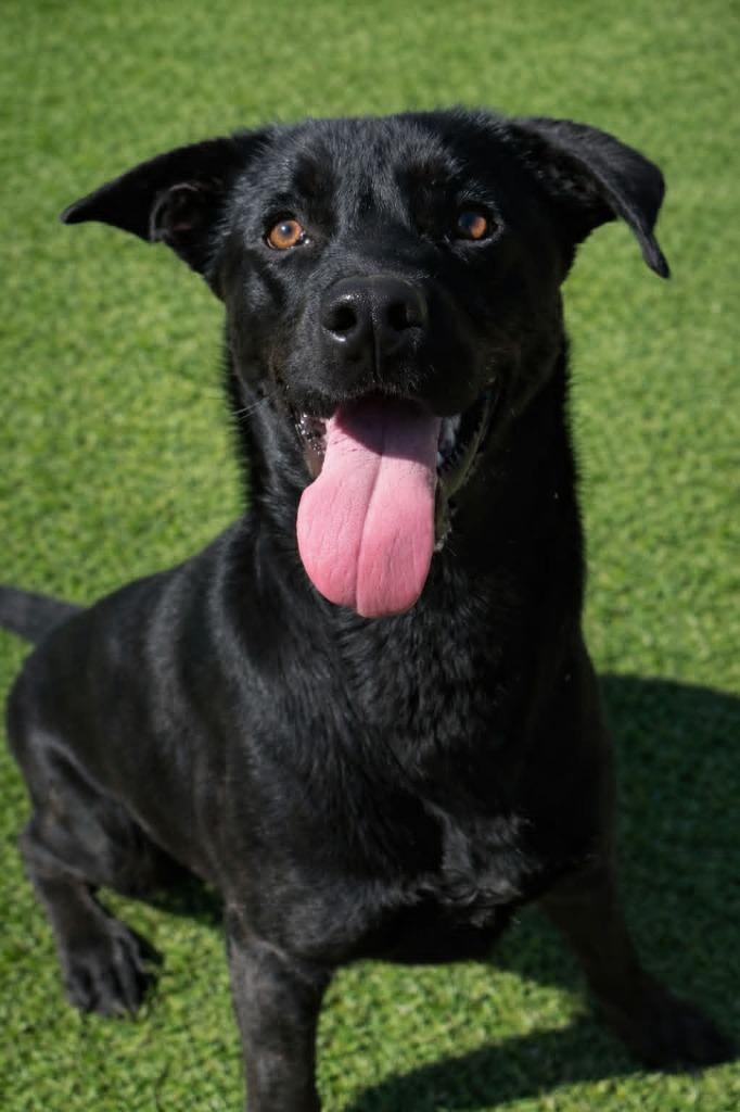 Coal, Adoptable, Adult Male German Shepherd Dog & Labrador Retriever.