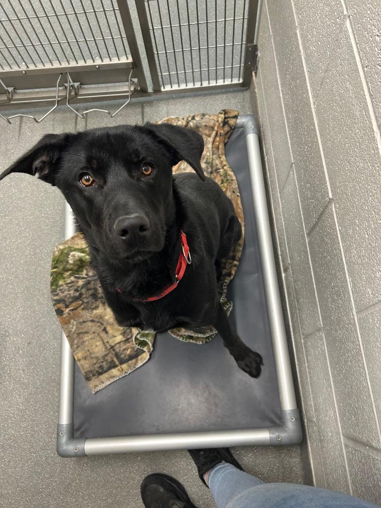 Coal, Adoptable, Adult Male Labrador Retriever.