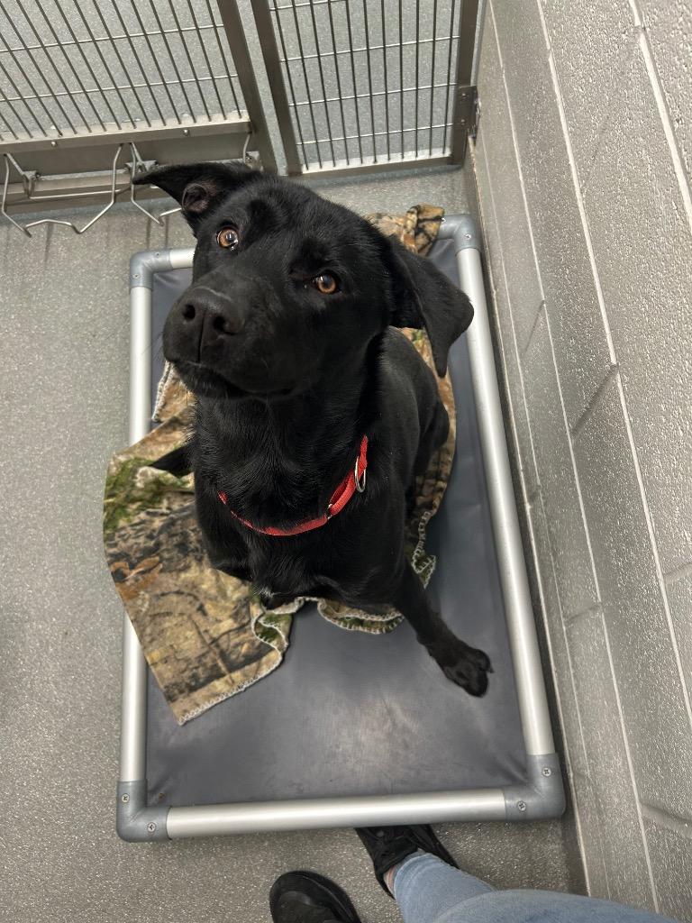 Enlarge Coal, a Adoptable mixed breed in East Ridge, TN image 2/3