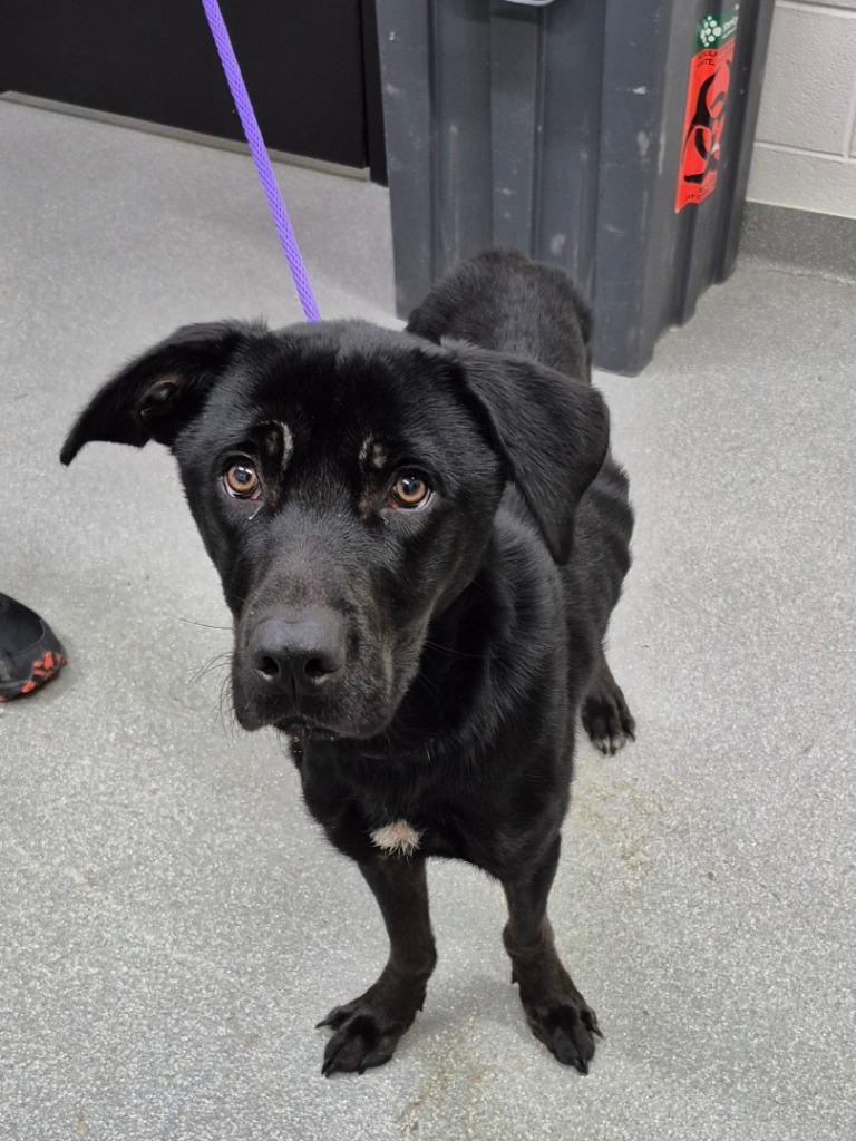 Coal, Adoptable, Adult Male Labrador Retriever.