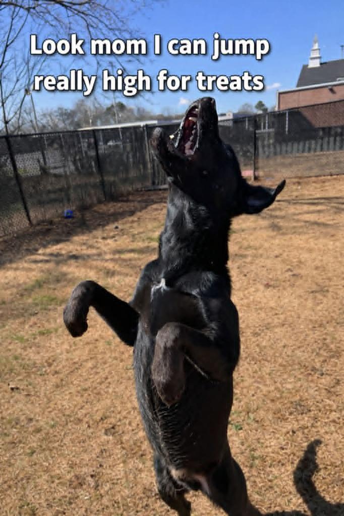 Coal — thumbnail 2