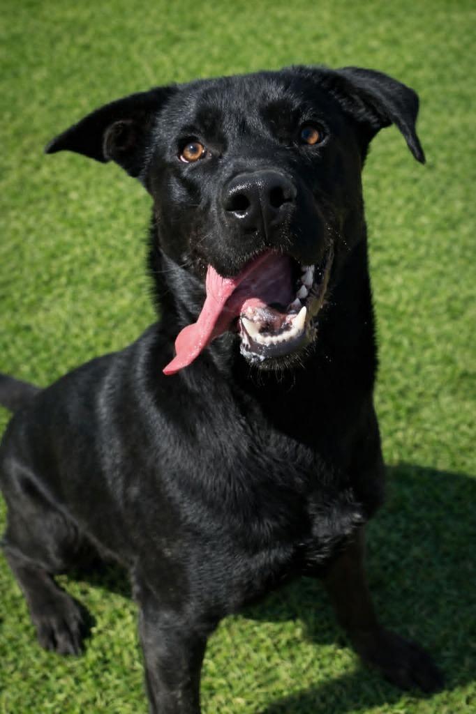 Coal — thumbnail 3