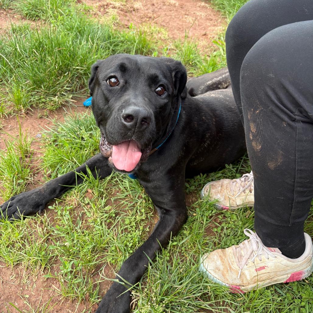 Astoria, Adoptable, Adult Female Mastiff.