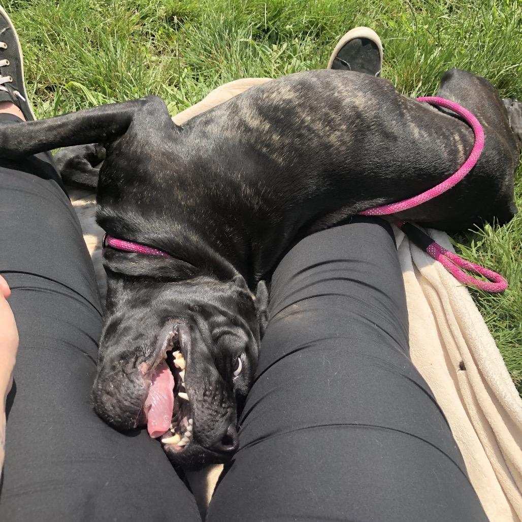 Astoria, a Adoptable Mastiff in York, PA image 2/6
