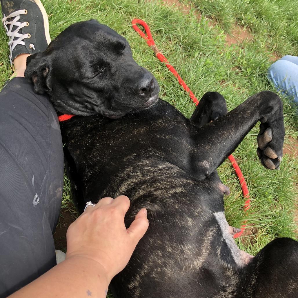 Enlarge Astoria, a Adoptable Mastiff in York, PA image 3/6