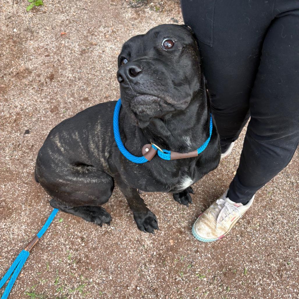 Enlarge Astoria, a Adoptable Mastiff in York, PA image 4/6