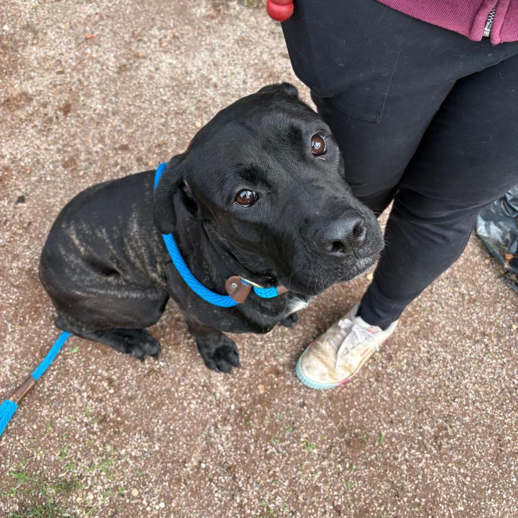 Enlarge Astoria, a Adoptable Mastiff in York, PA image 5/6