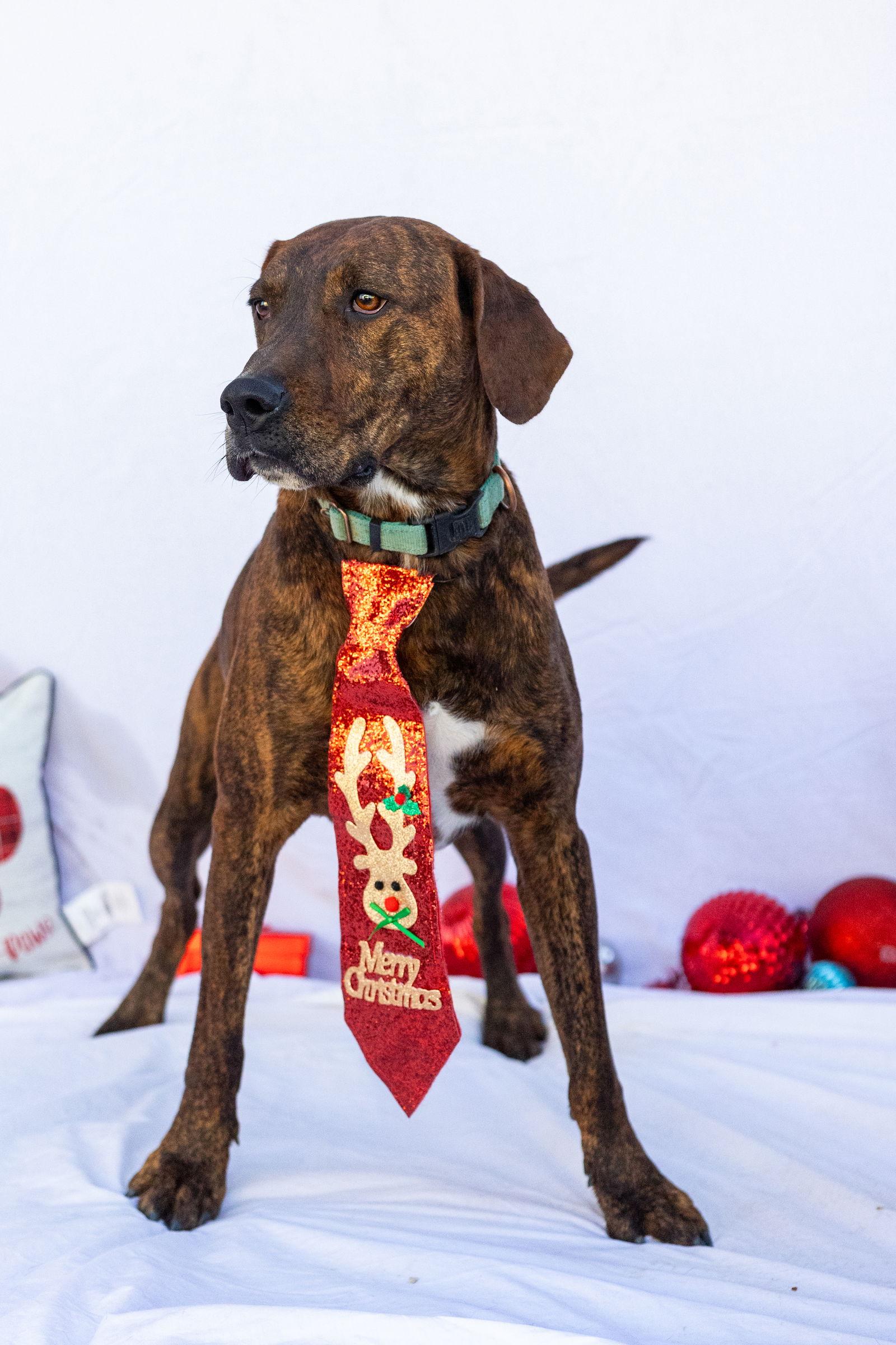 Blitzen, Adoptable, Adult Male Treeing Walker Coonhound & German Shorthaired Pointer.