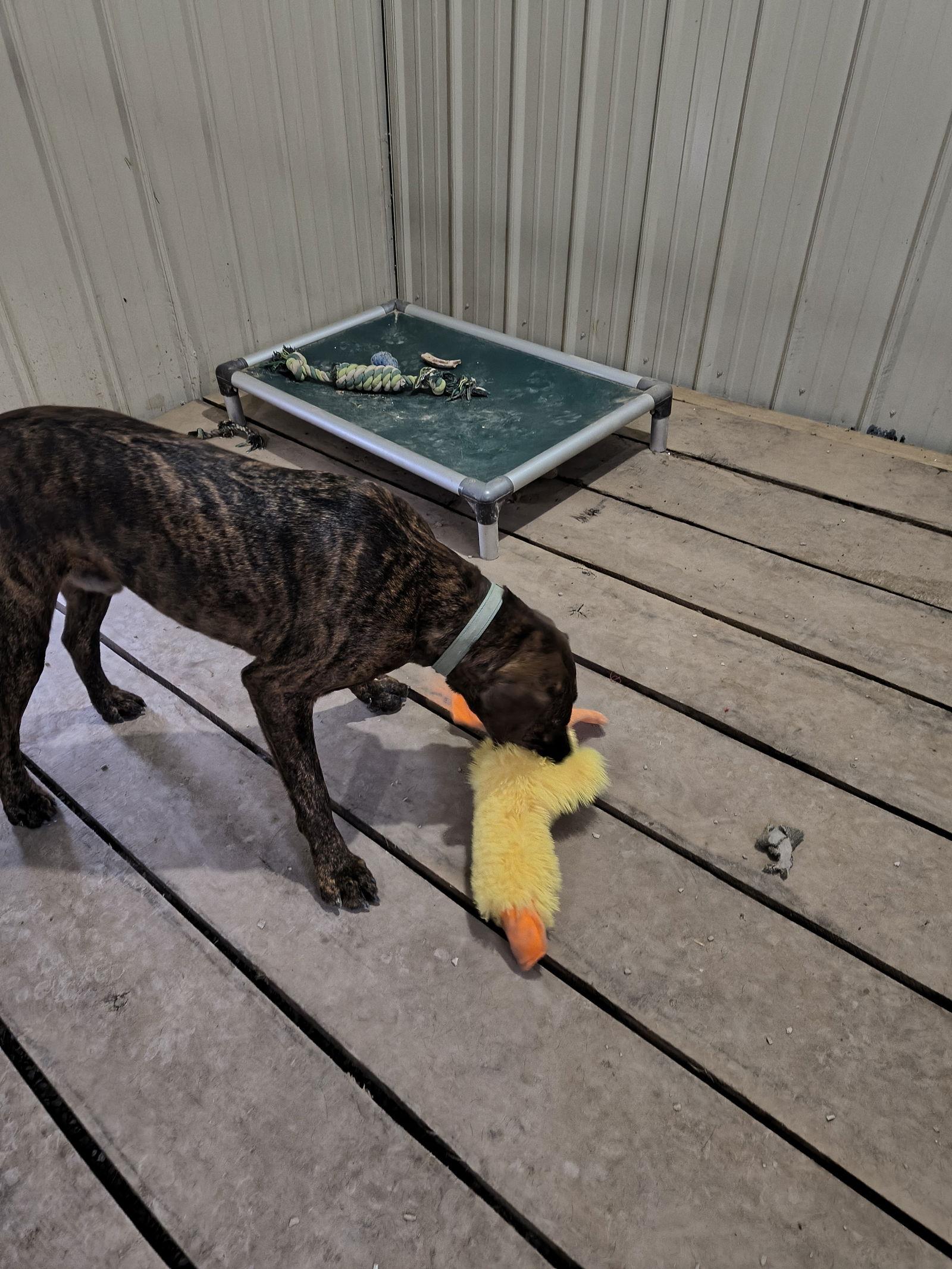 Blitzen, a Adoptable mixed breed image 2/3