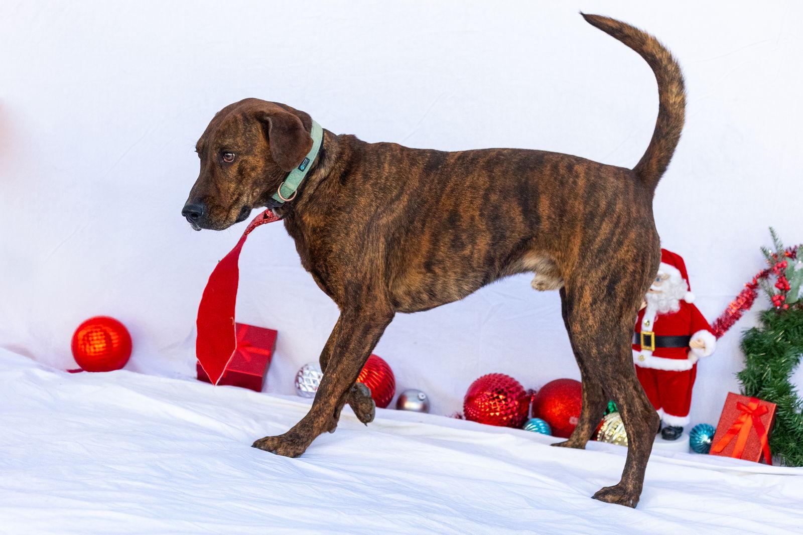 Blitzen, a Adoptable mixed breed image 3/3