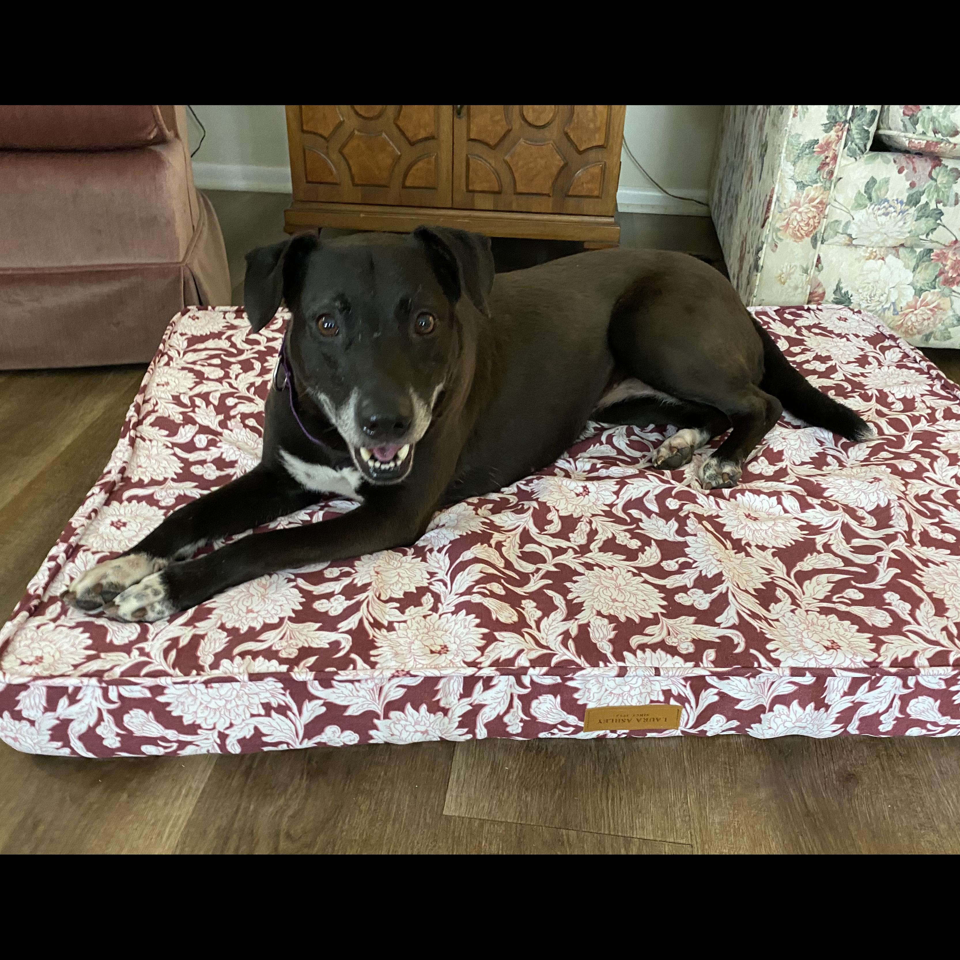 Cassie: Adopt or Forever Foster, Adoptable, Adult Female Black Labrador Retriever.