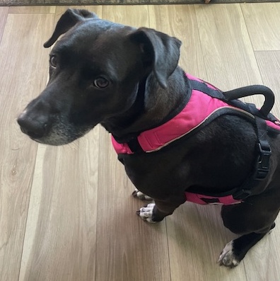 Cassie, a Adoptable Black Labrador Retriever in Rochester, NY image 1/10