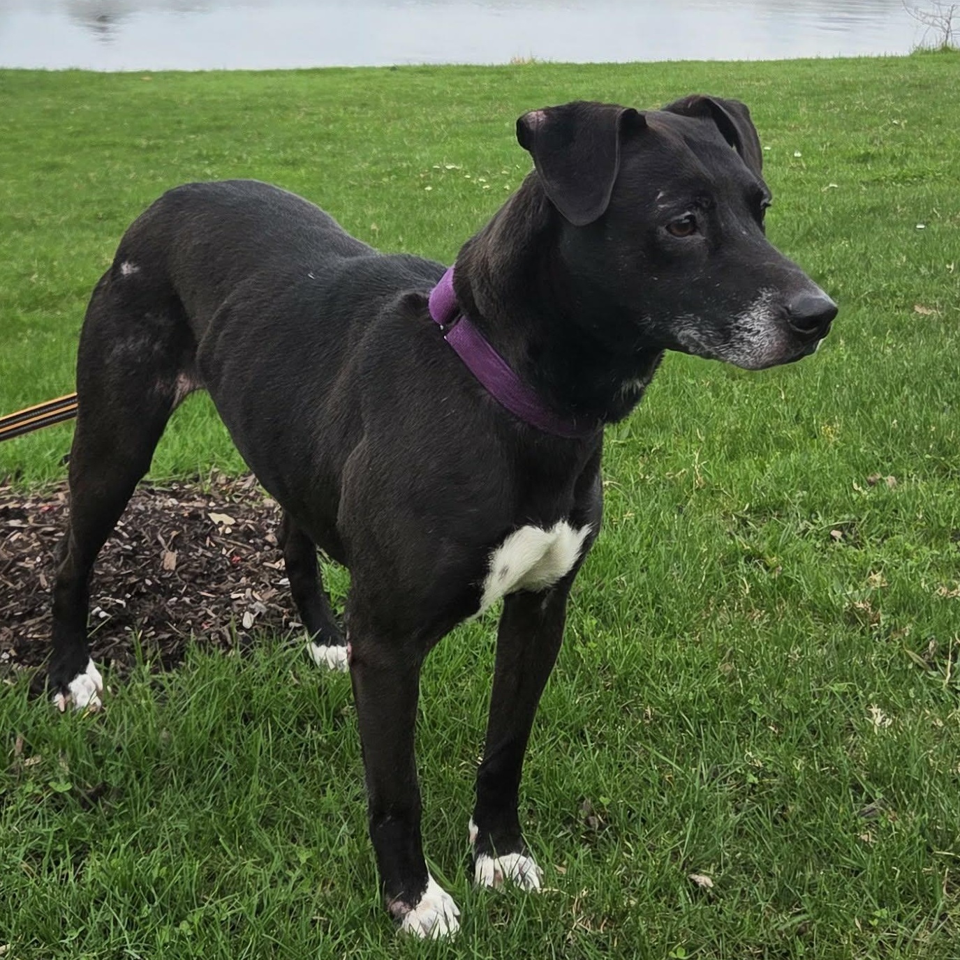 Enlarge Cassie, a Adoptable Black Labrador Retriever in Rochester, NY image 1/6