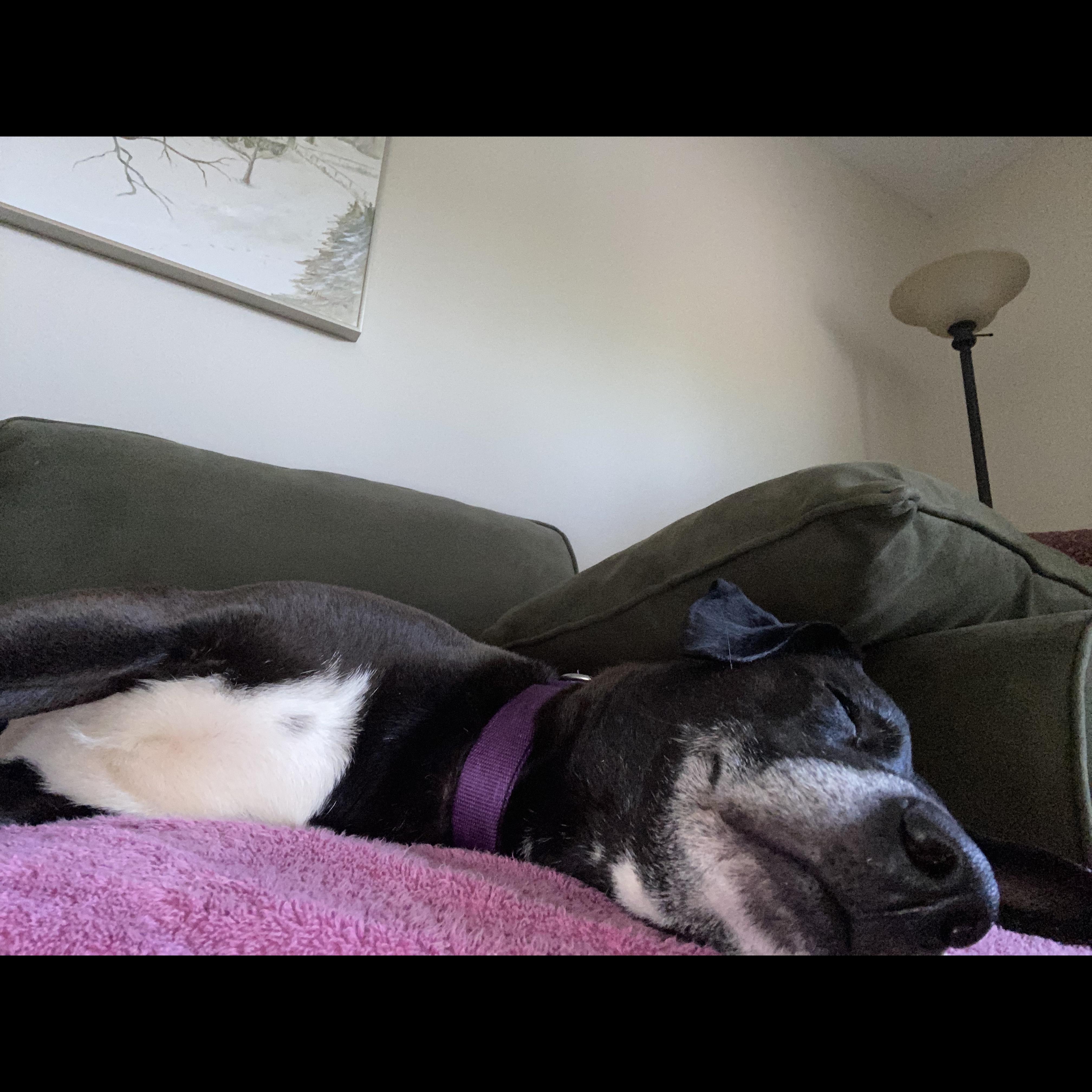 Cassie: Adopt or Forever Foster, a Adoptable mixed breed in Rochester, NY image 6/6