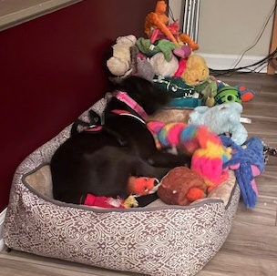 Enlarge Cassie, a Adoptable Black Labrador Retriever in Rochester, NY image 7/10