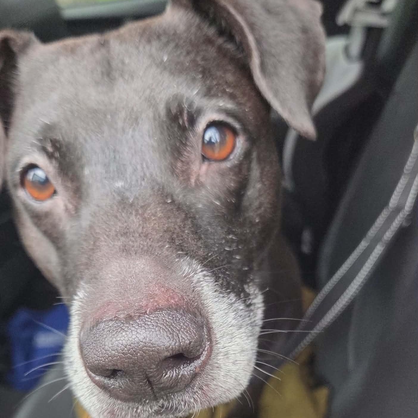 Enlarge Cassie, a Adoptable Black Labrador Retriever in Rochester, NY image 2/6