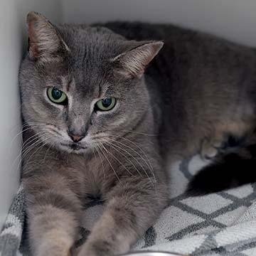 Vivian, a Adoptable mixed breed in Atlanta, GA image 1/3