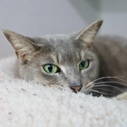 Vivian, a Adoptable mixed breed in Atlanta, GA image 3/3